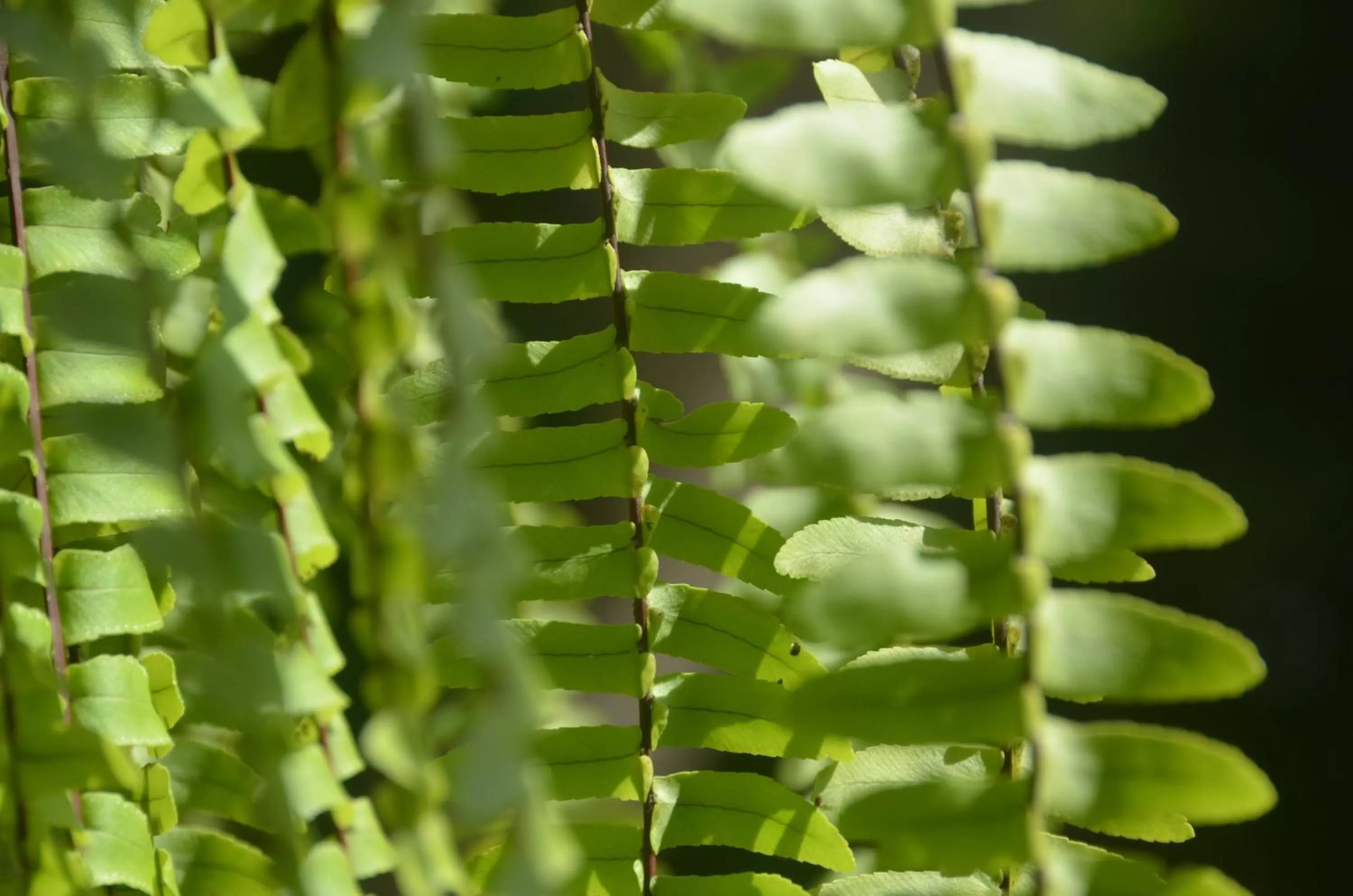 Garden in El Pacifico Hotel