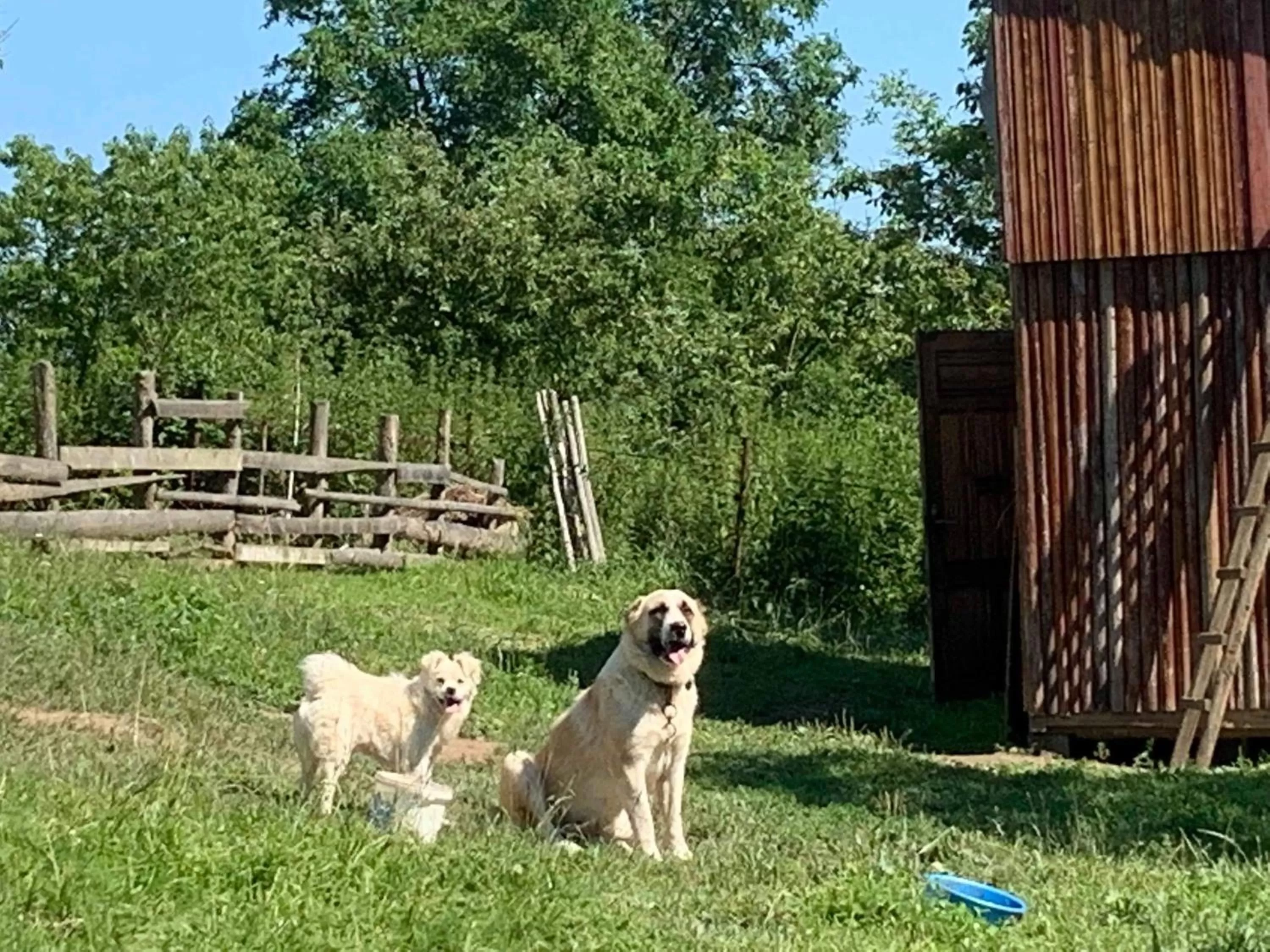 Day in Pensiunea SilvAnka