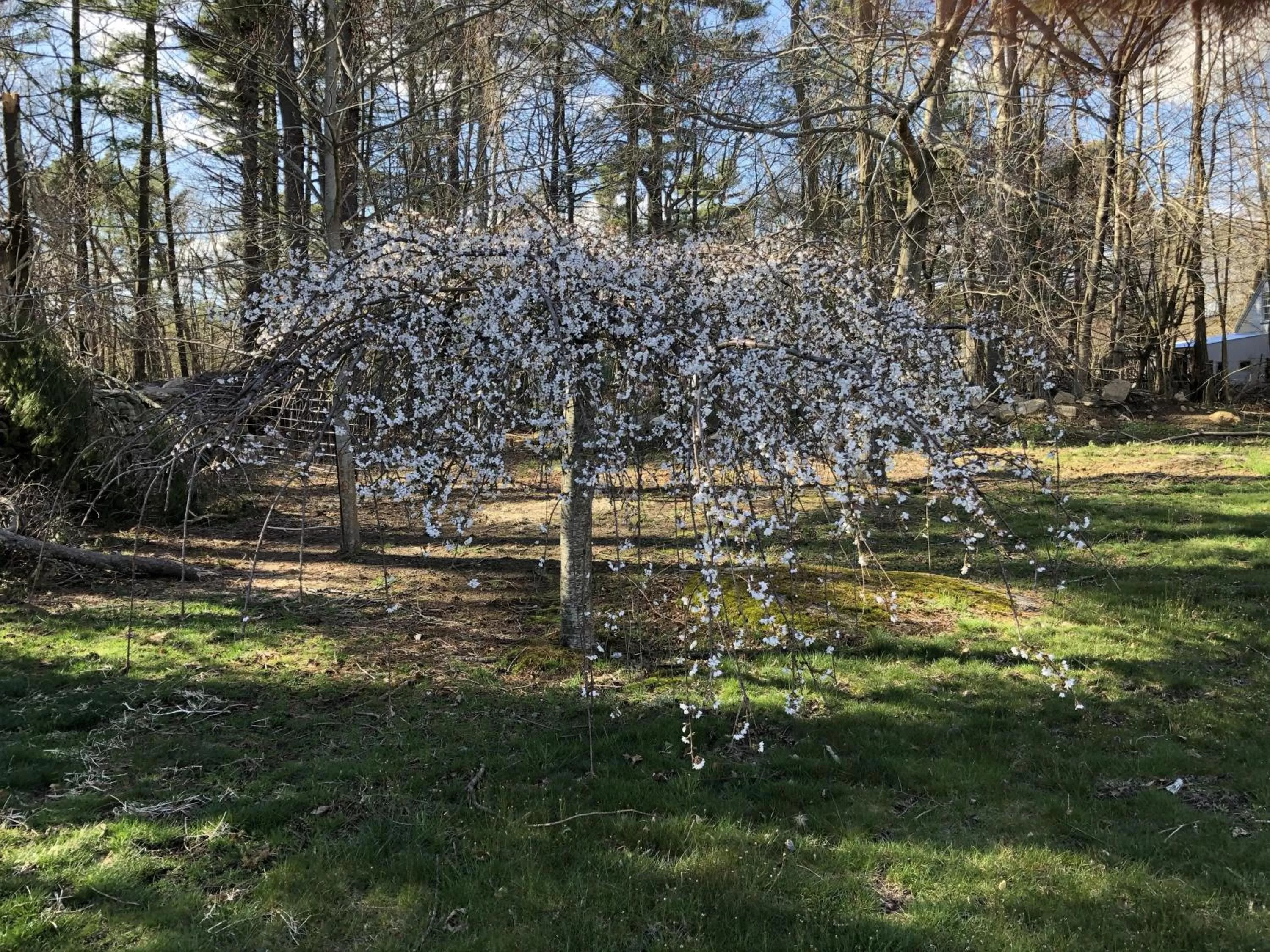 Other in Silvershell Inn