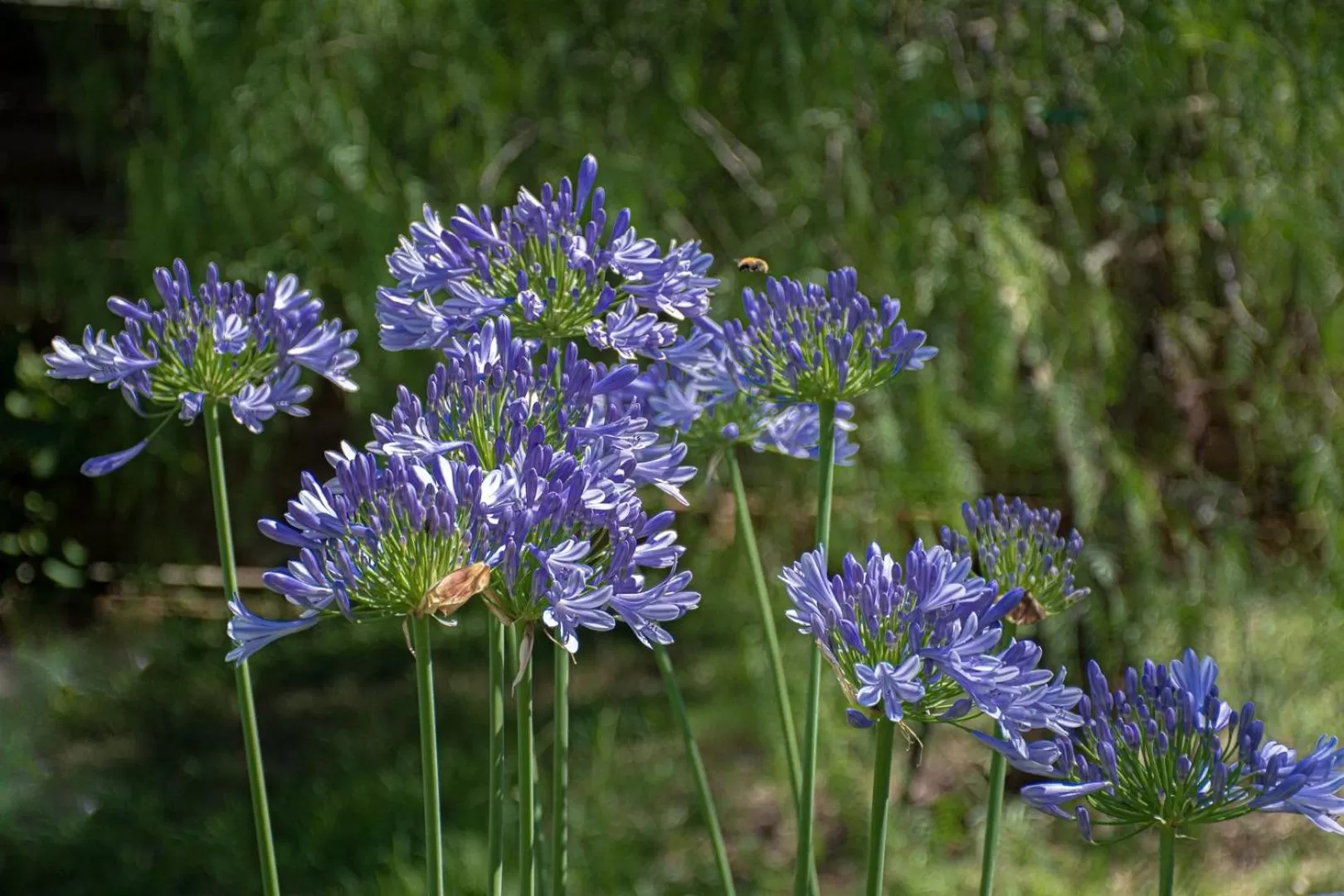 Garden in Le Clos des Oliviers 188 chemin du Hameau des Bourges 06650 Le Rouret