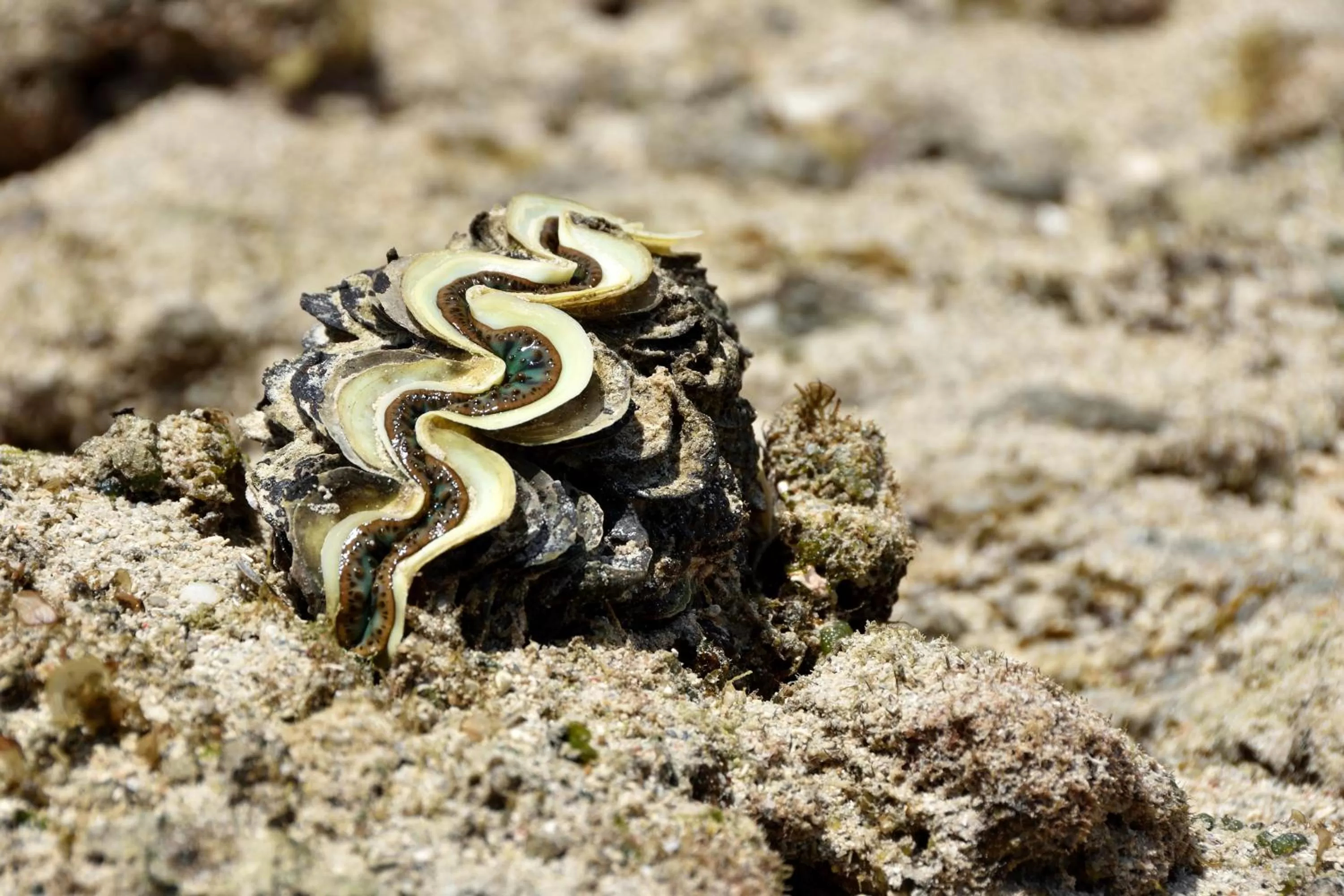 Beach, Other Animals in Bahari Pori Resort