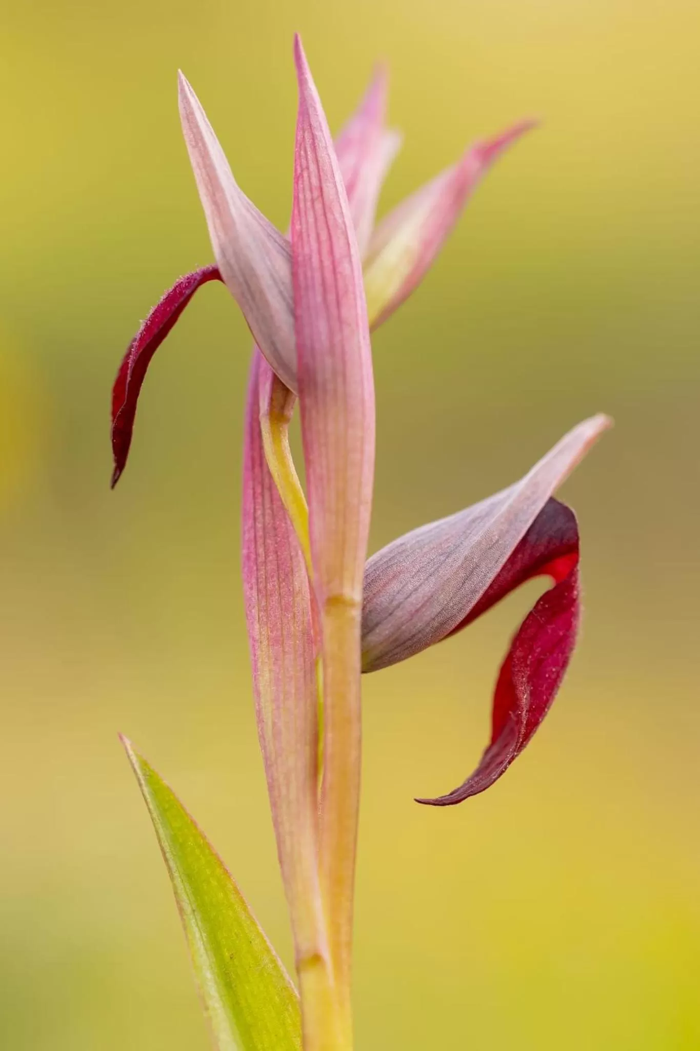 Garden in Le Mas du Rouquan