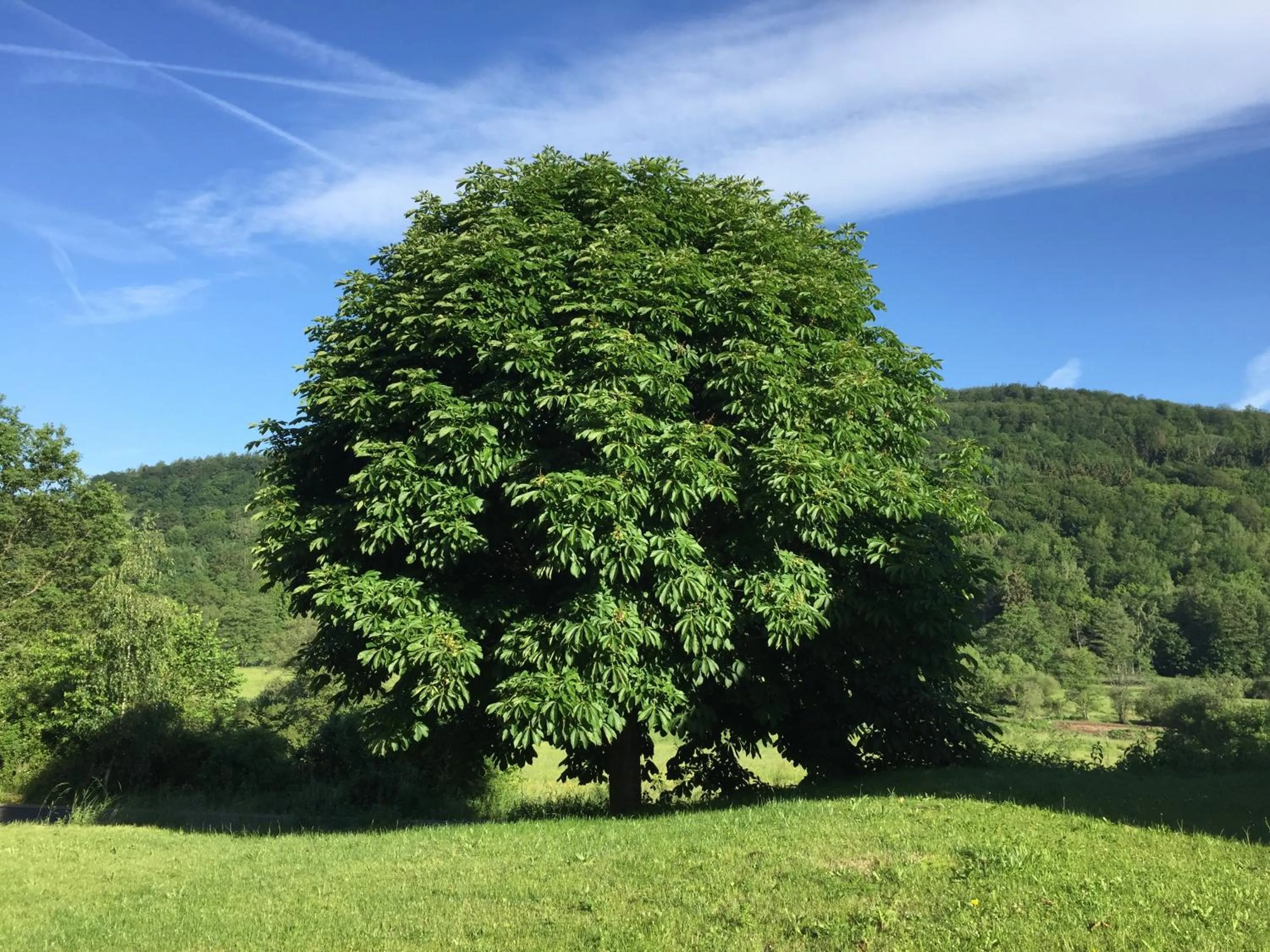 Natural landscape in Landhotel Weisses Ross garni