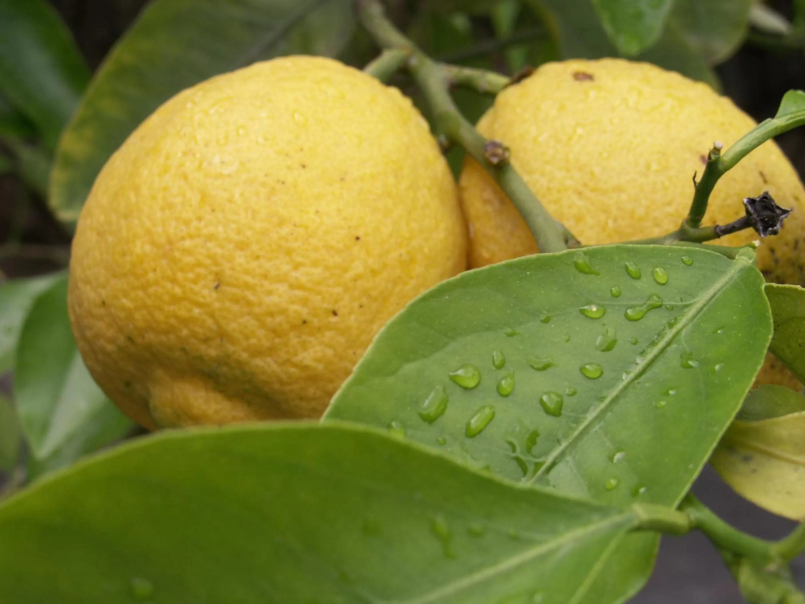 Other in Residence Segattini