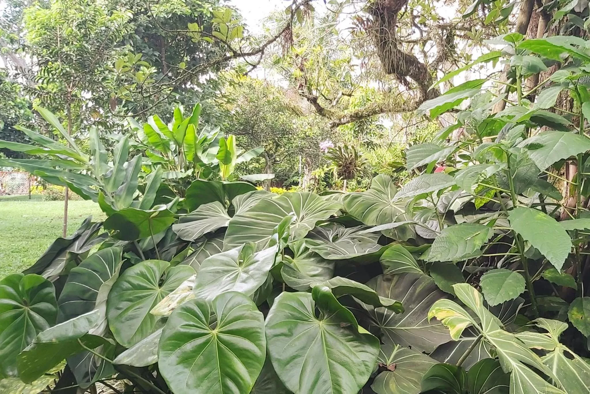 Natural landscape, Garden in Balsora Hotel Boutique
