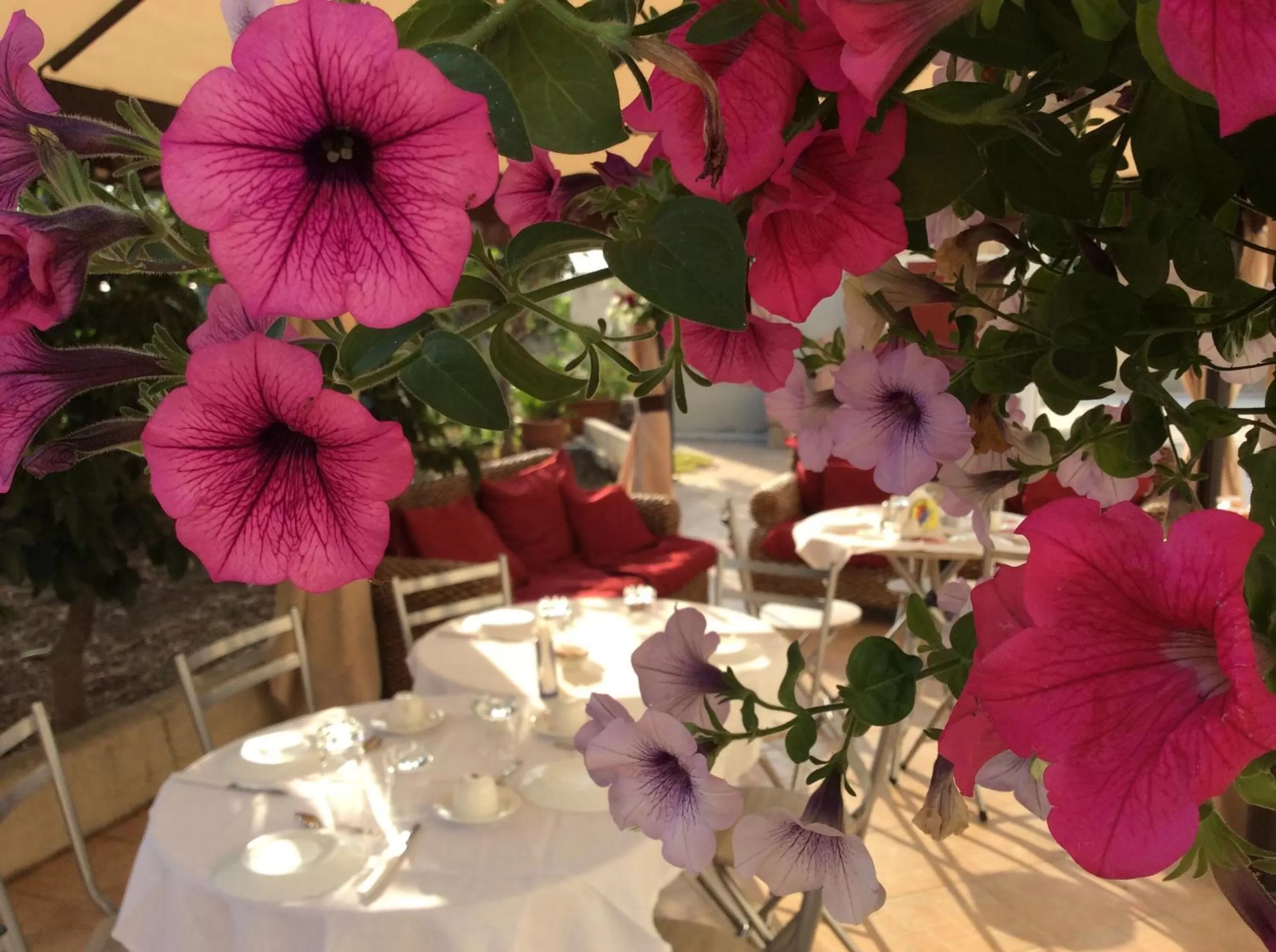 Garden in SiciliAntica