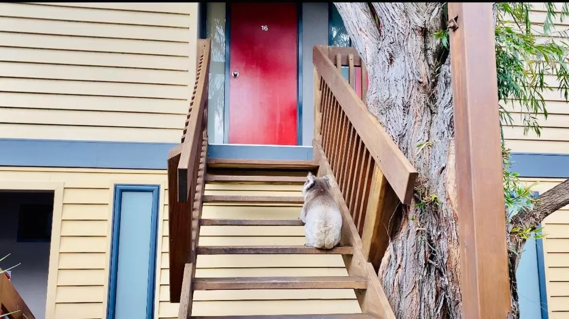 Animals in Sandpiper Motel Apollo Bay