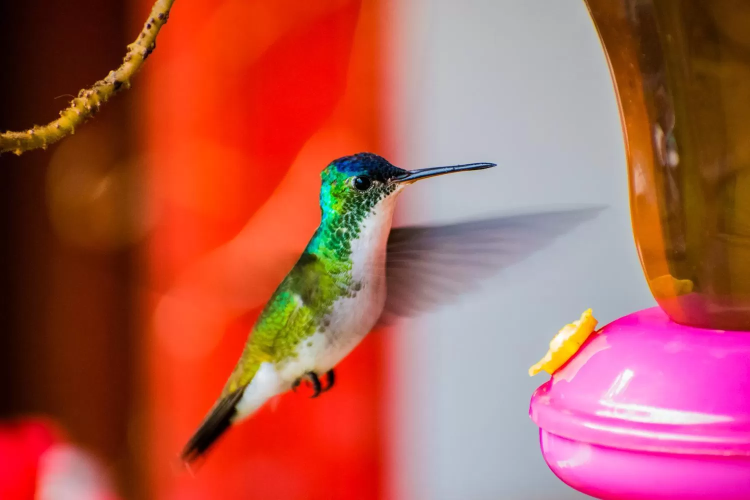 Other Animals in Villa Cristina - Casa Boutique