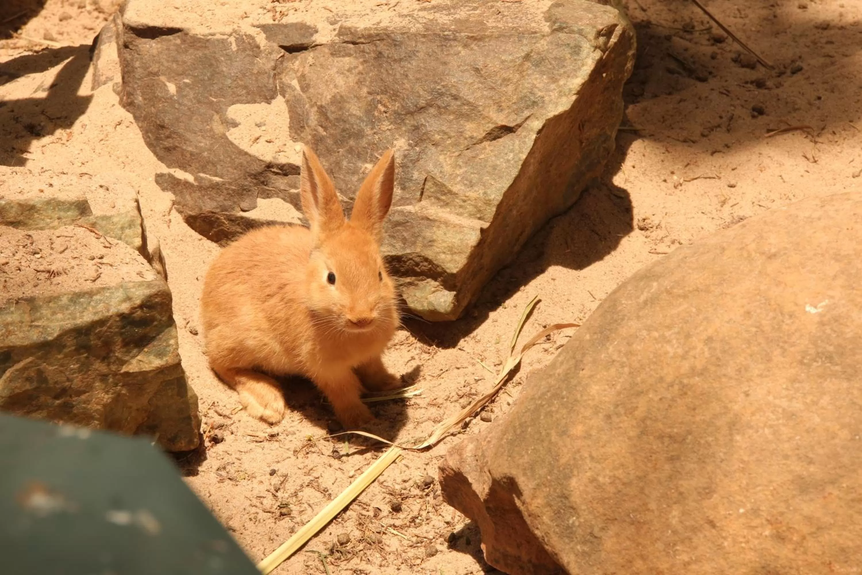 Animals in Catussaba Suítes Resort