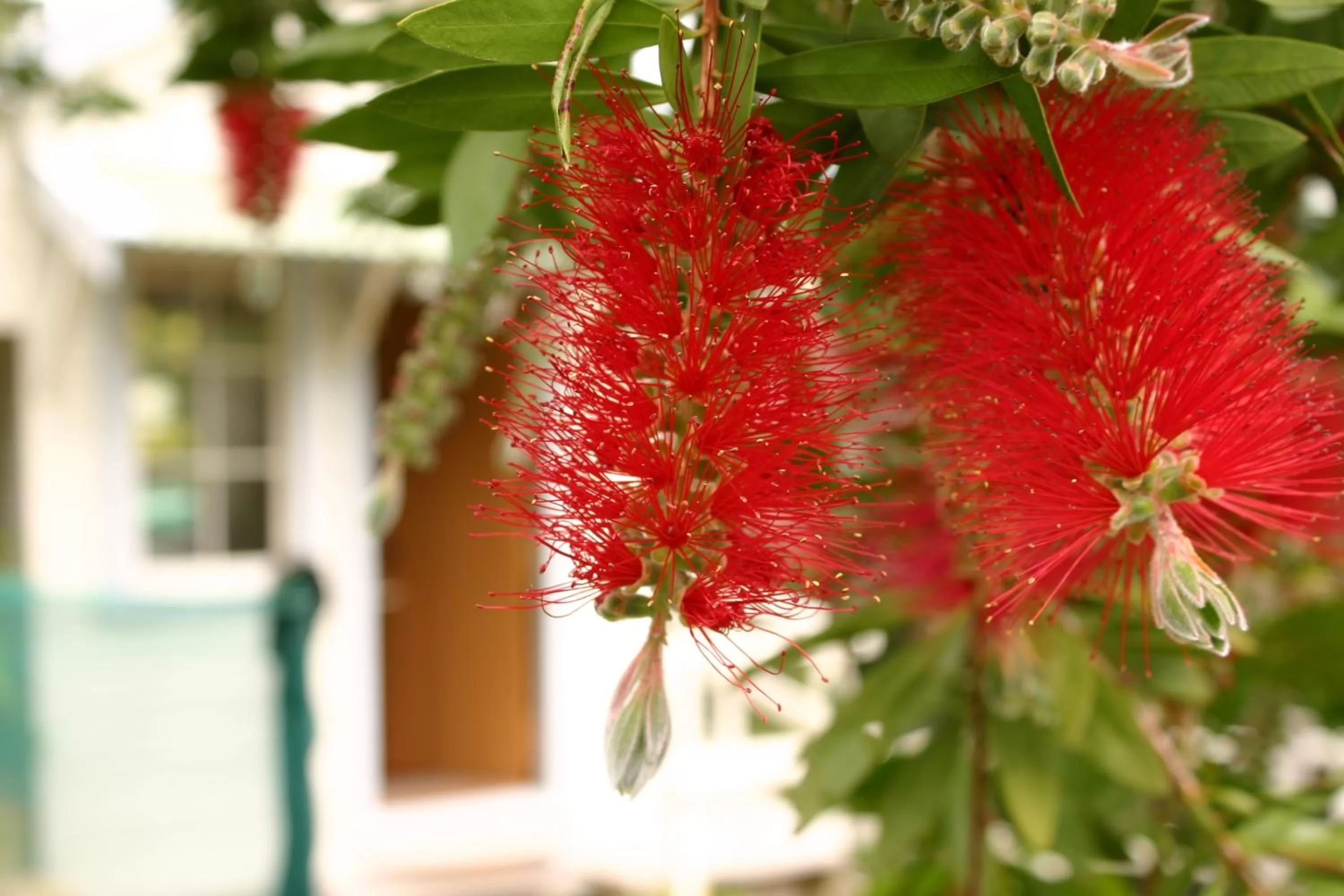 Garden in Bluff Hill Bed & Breakfast