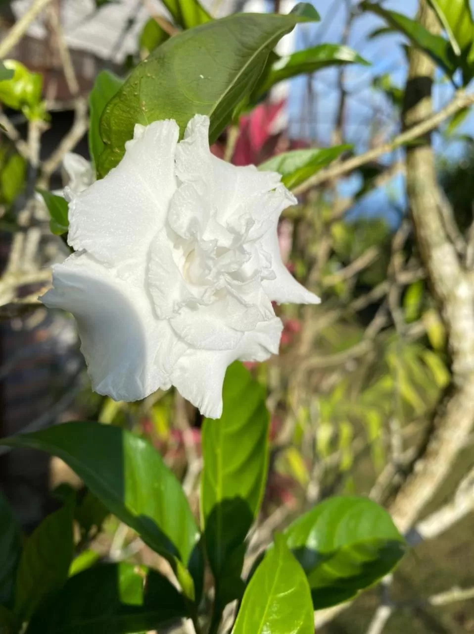 Villa Cajou (Chambre d'hôtes chez l'habitant)