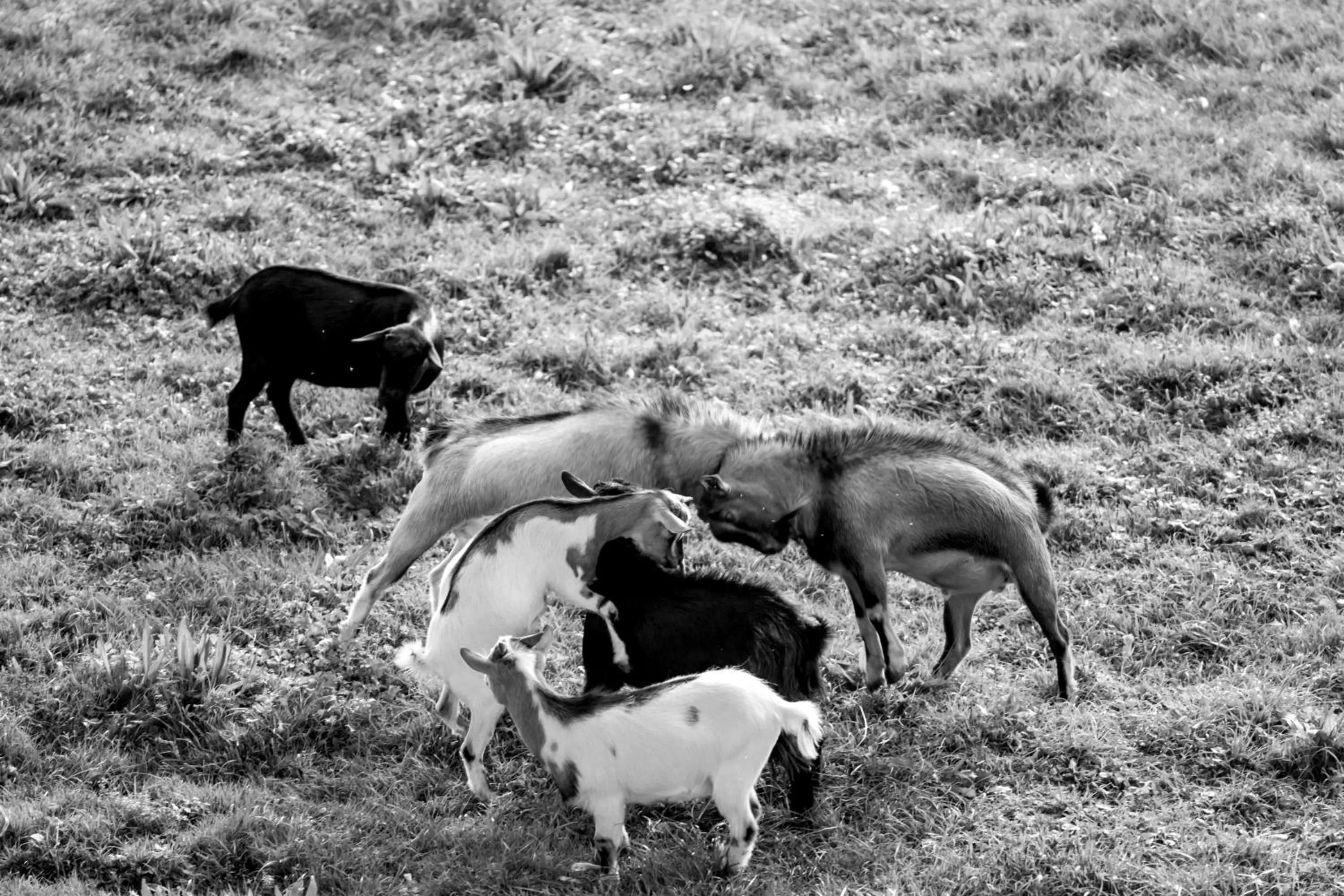 Animals in Hotel Il Corazziere