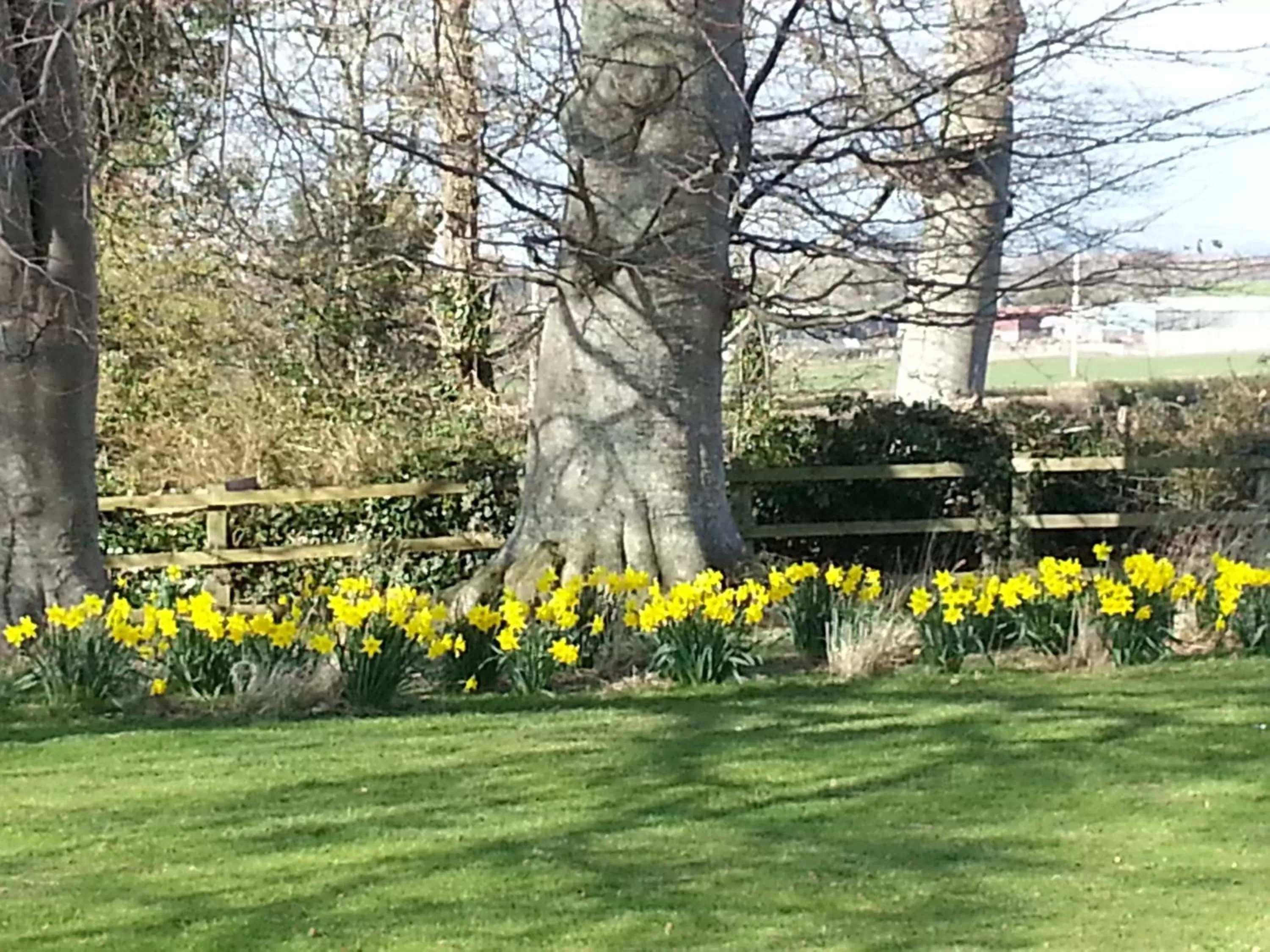 Garden in Ty Derw Country House B&B