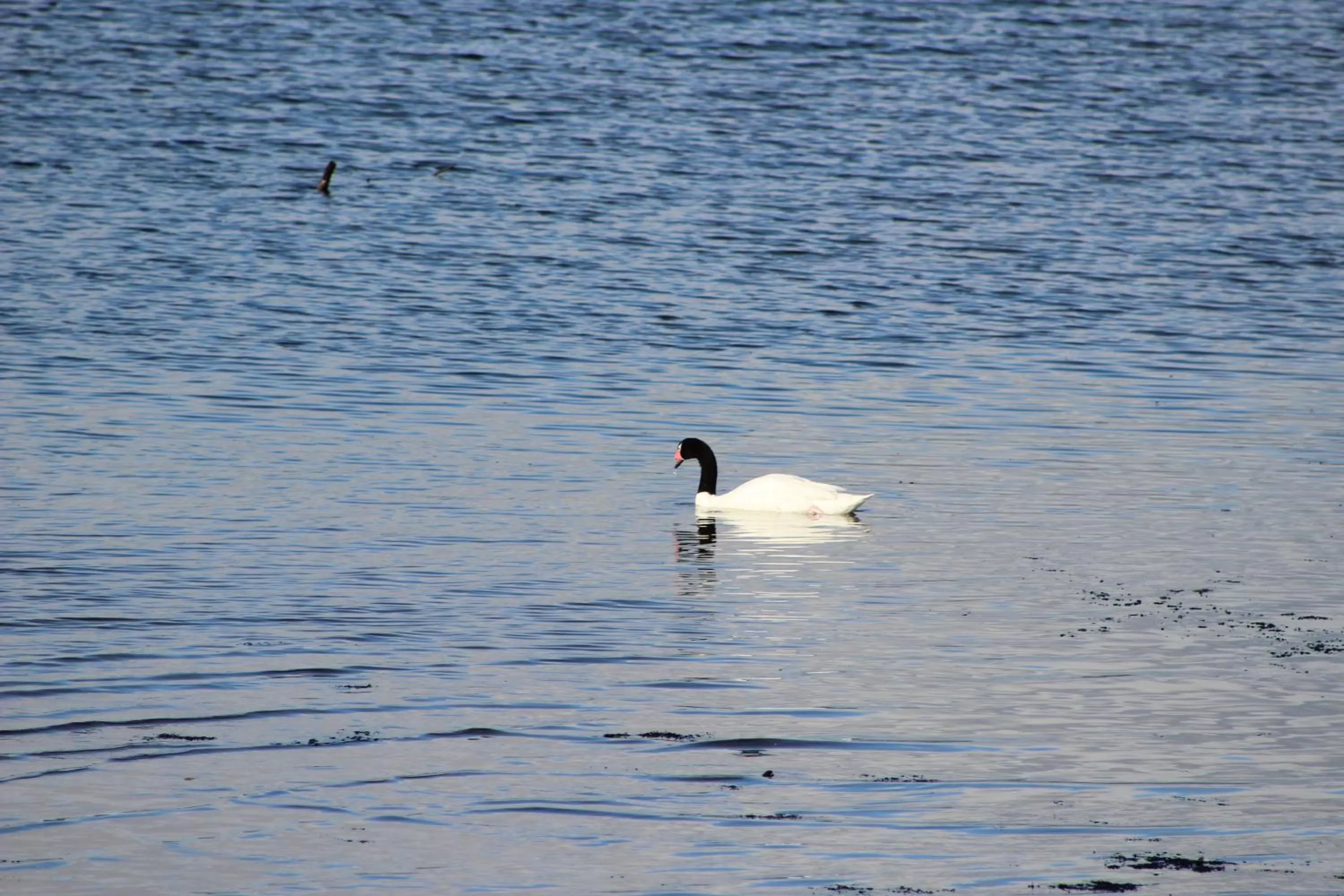 Off site, Other Animals in Palafito 1326 Hotel Boutique Chiloé