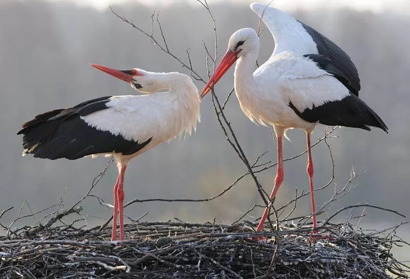 Animals, Other Animals in Zajazd Eljan-Centrum Noclegowe
