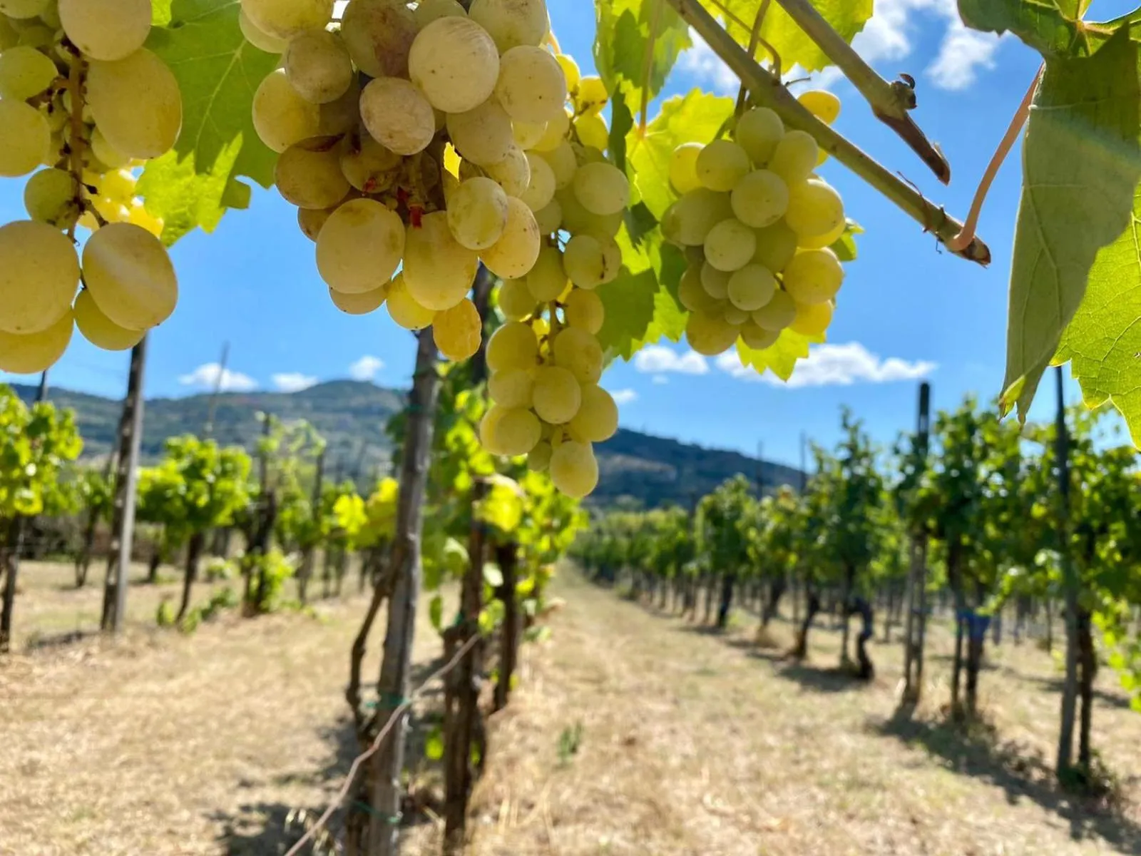 Natural landscape in Relais Villa Baldelli