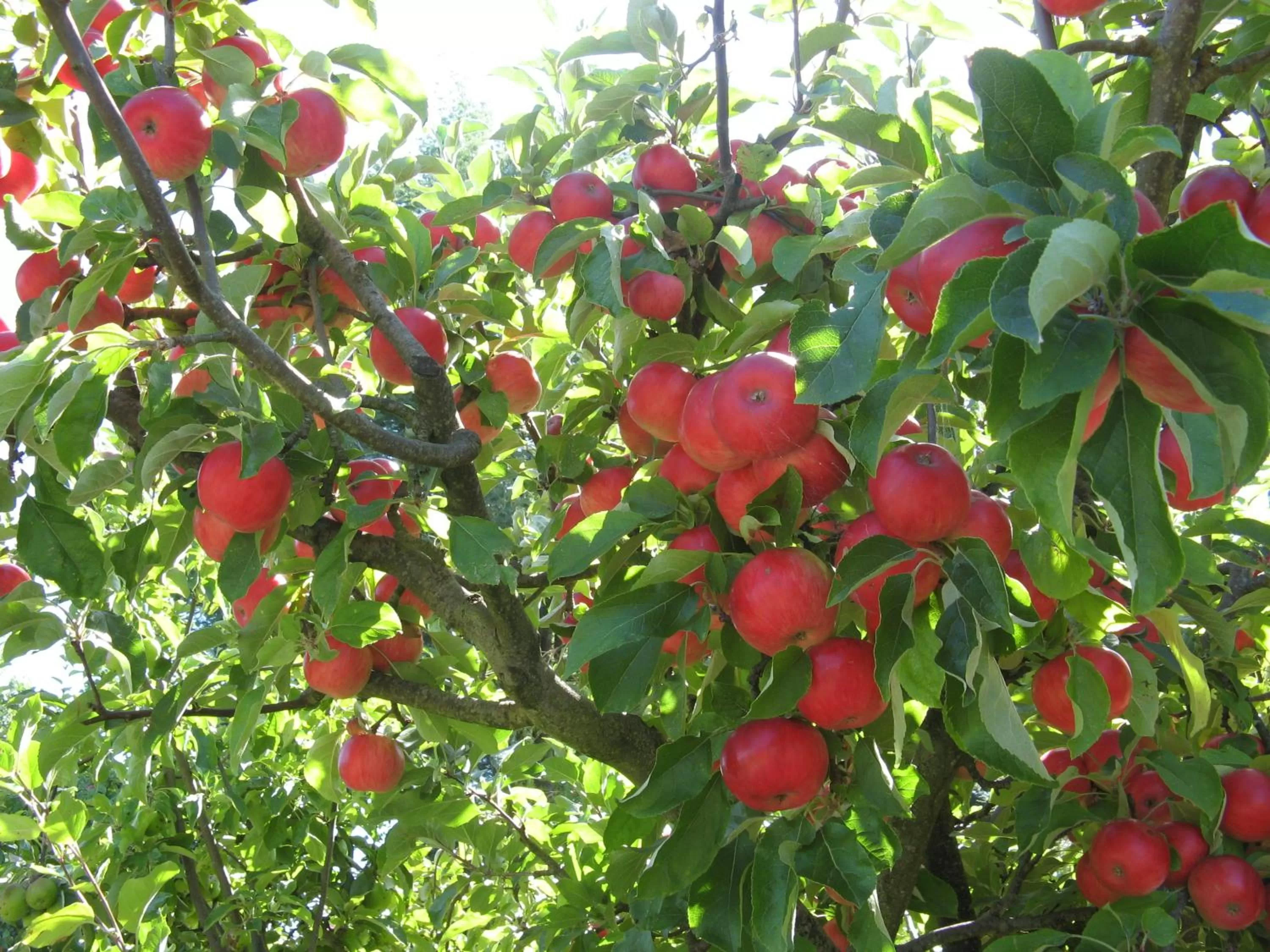 Day in Hillside Bed and Breakfast