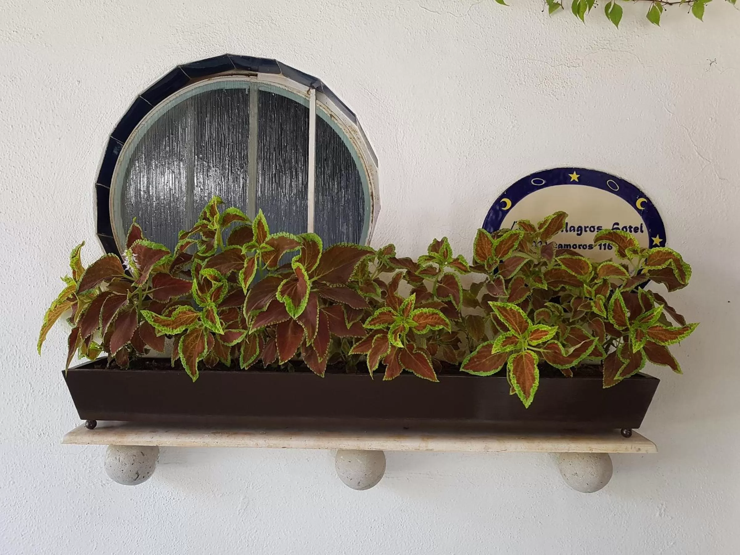 Garden in Los Milagros Hotel