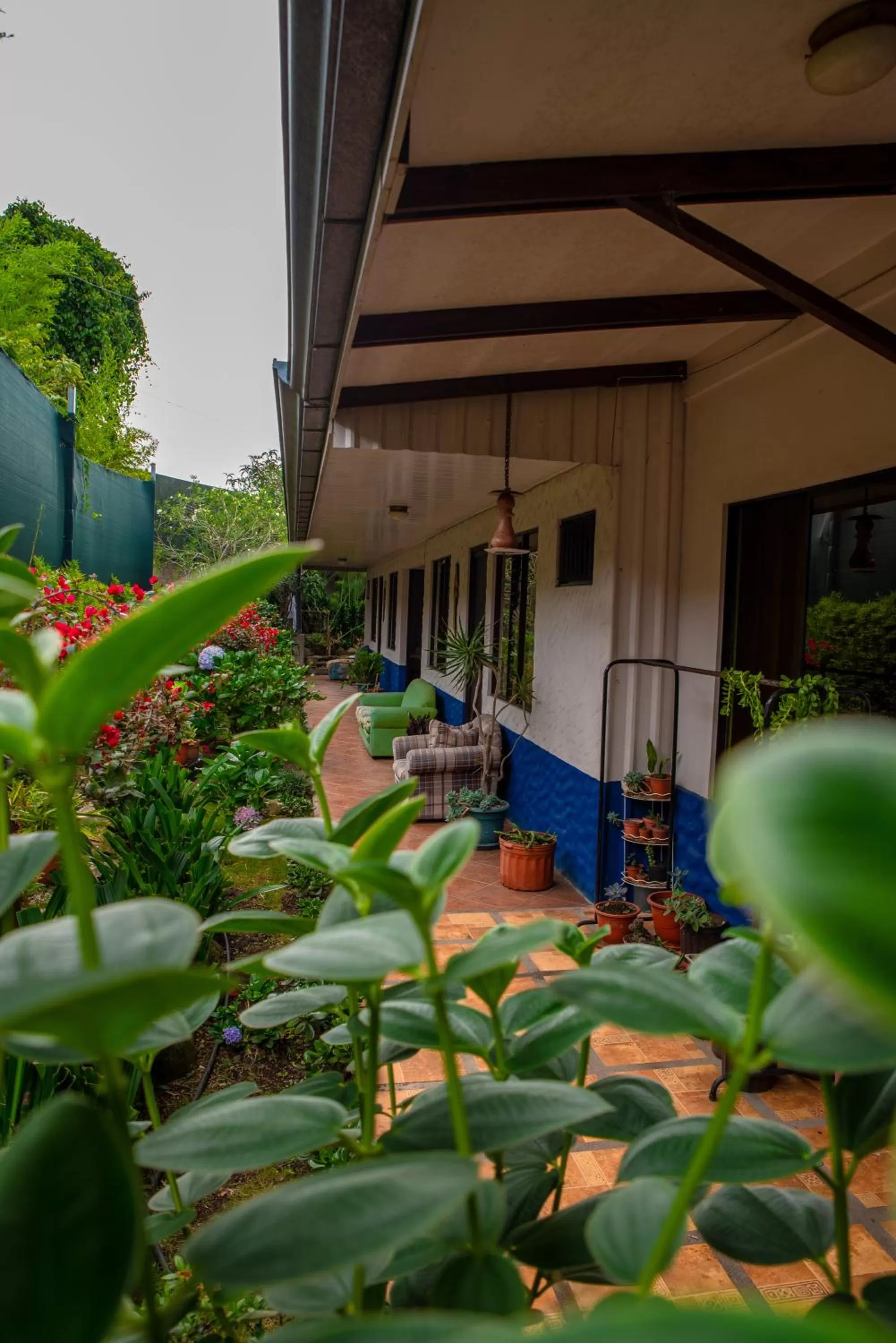 Garden view in La Casa de Mamá Coyita