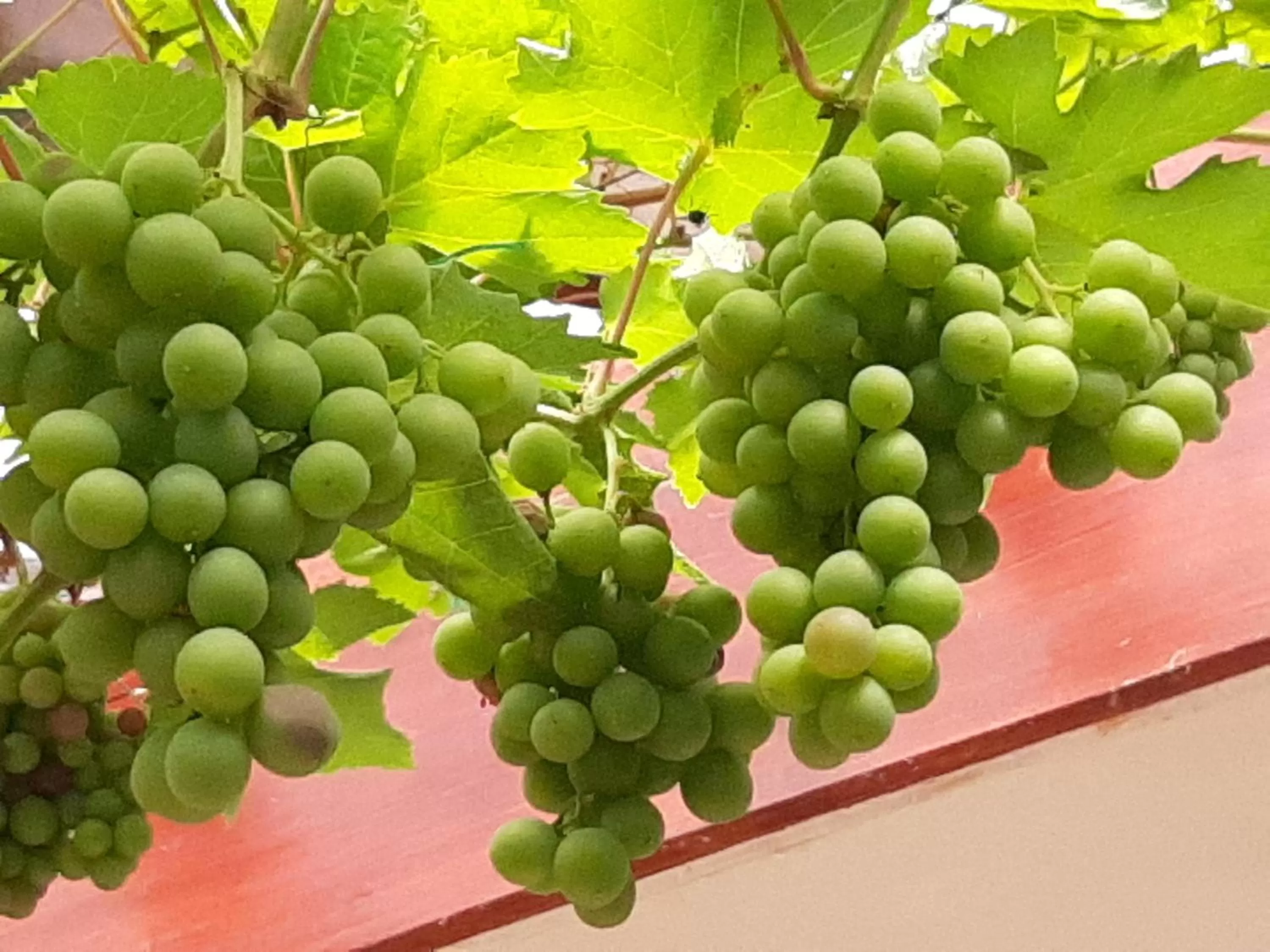Dining area in Church Villa B & B