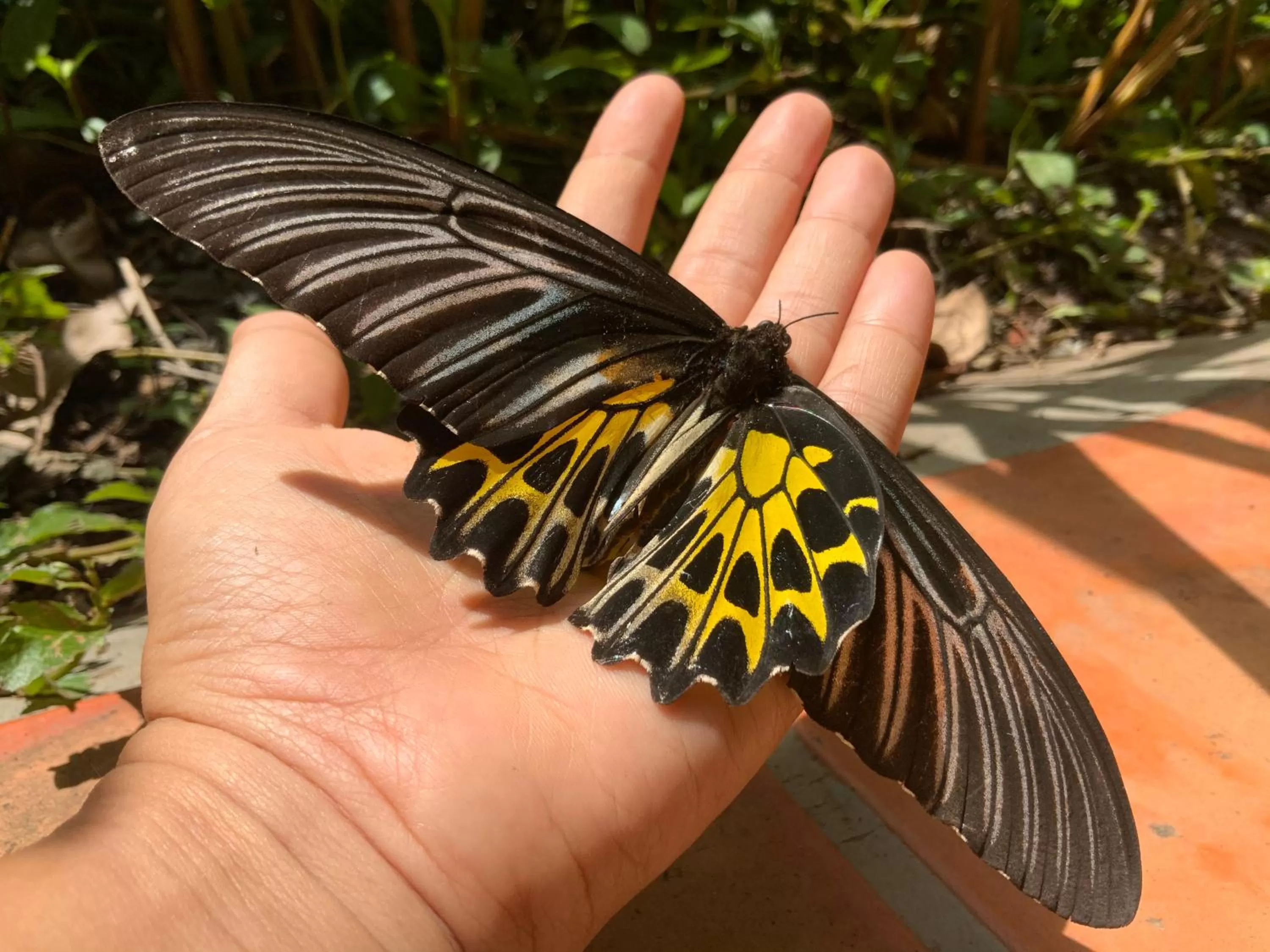 Natural landscape in Sambor Village Hotel