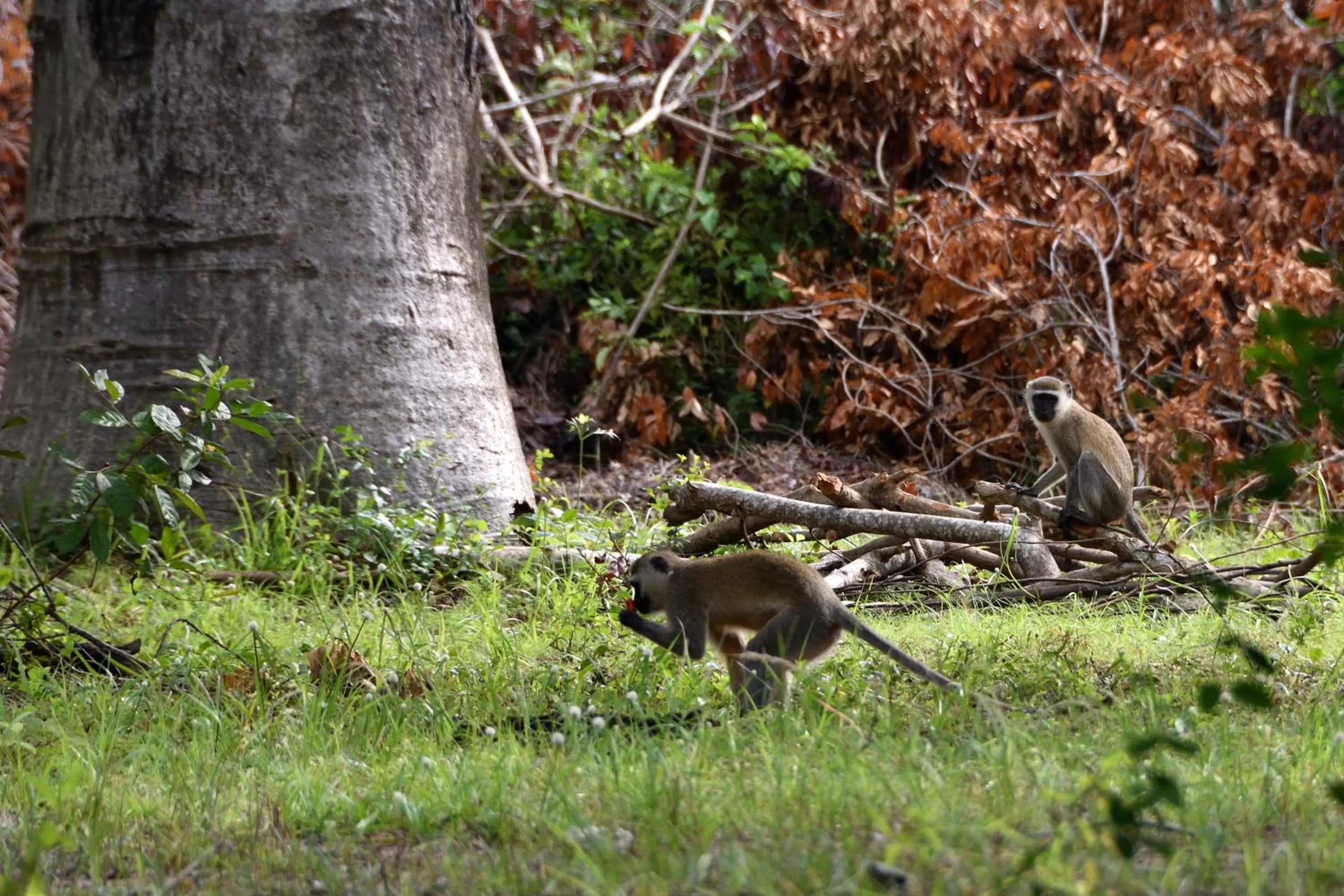 Pets, Other Animals in Bahari Pori Resort