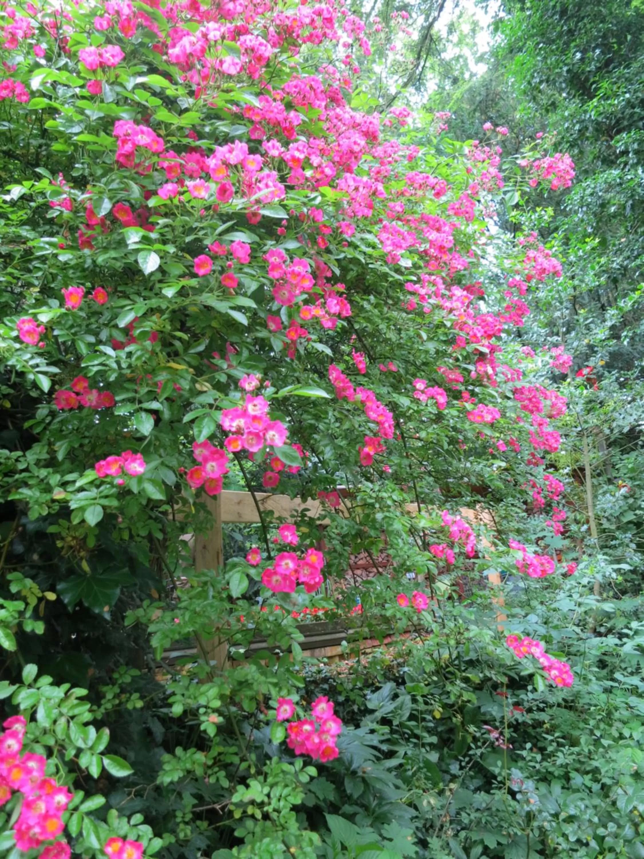 Garden in Hotel Promenade