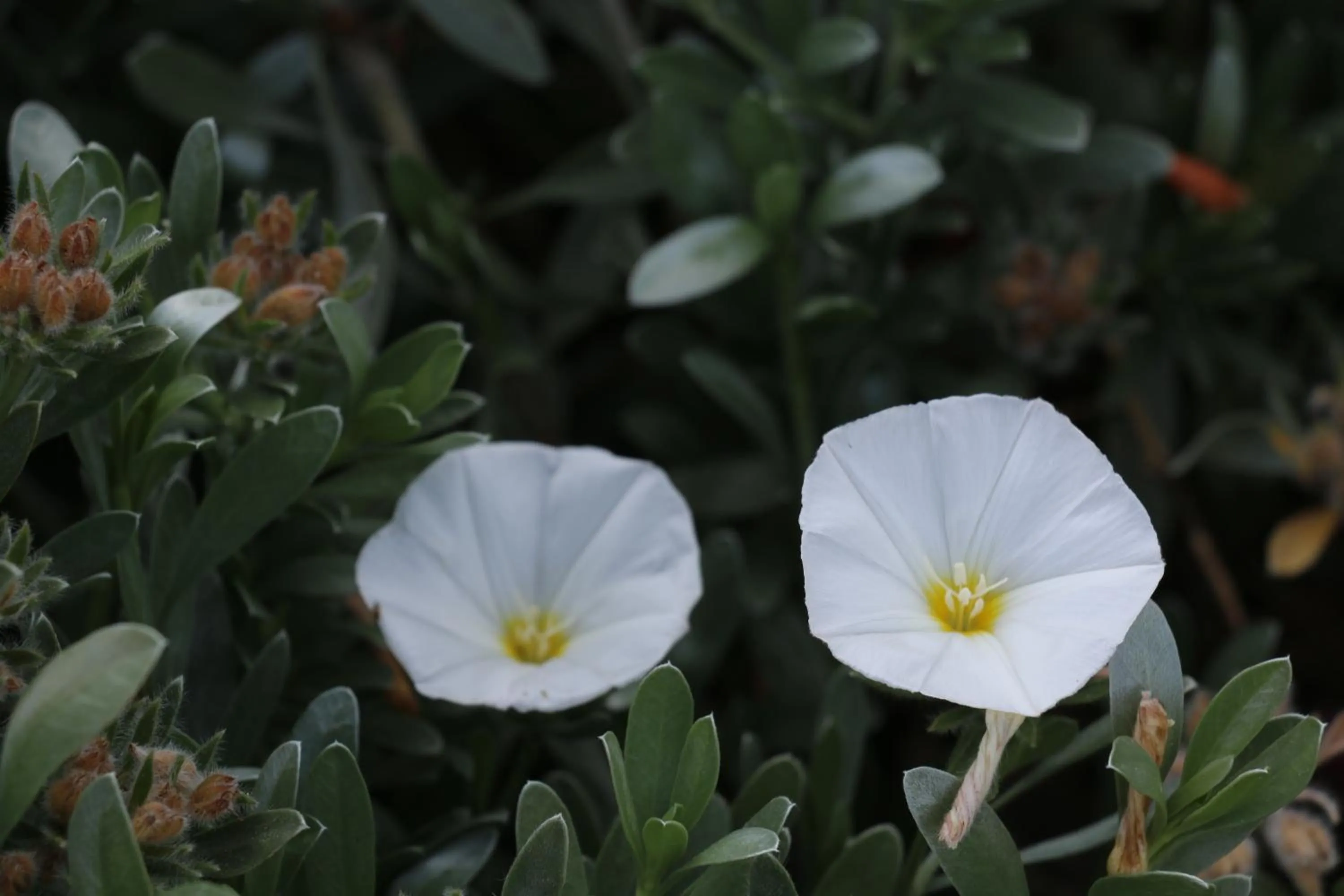 Garden in Hotel Maximilian