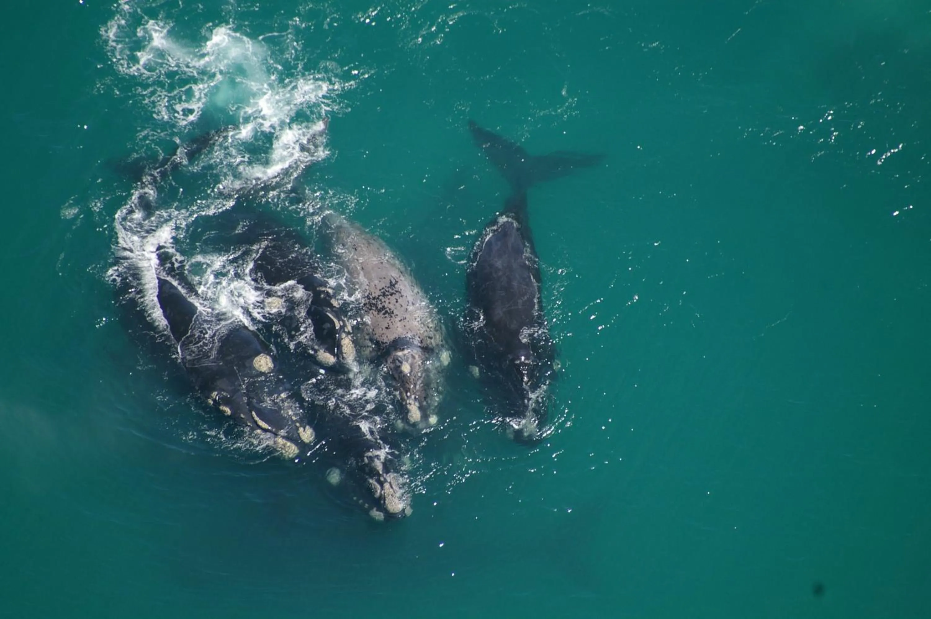 Area and facilities in Lavender Manor Guest Lodge