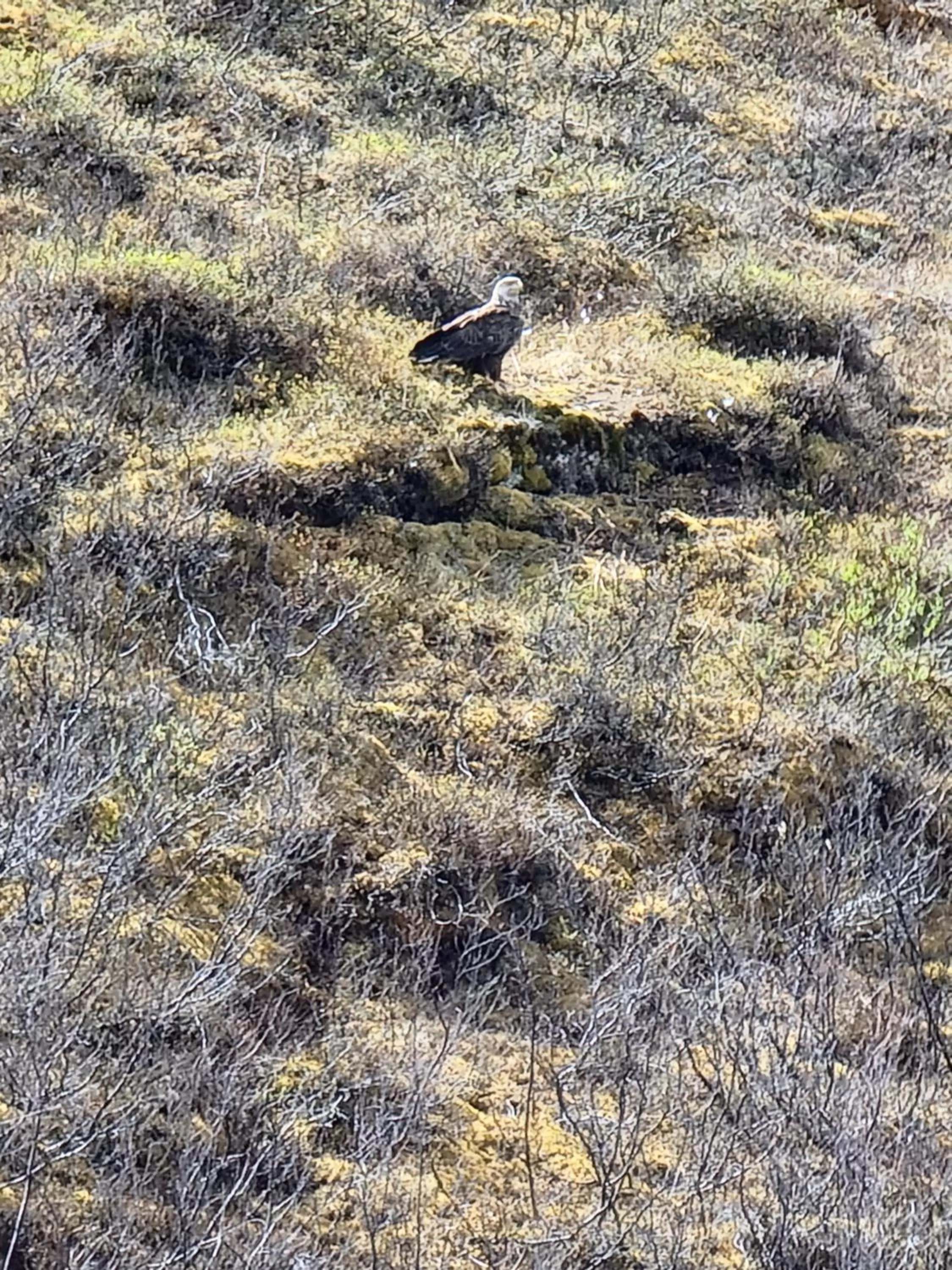 Other Animals in Alaska Grizzly Lodge