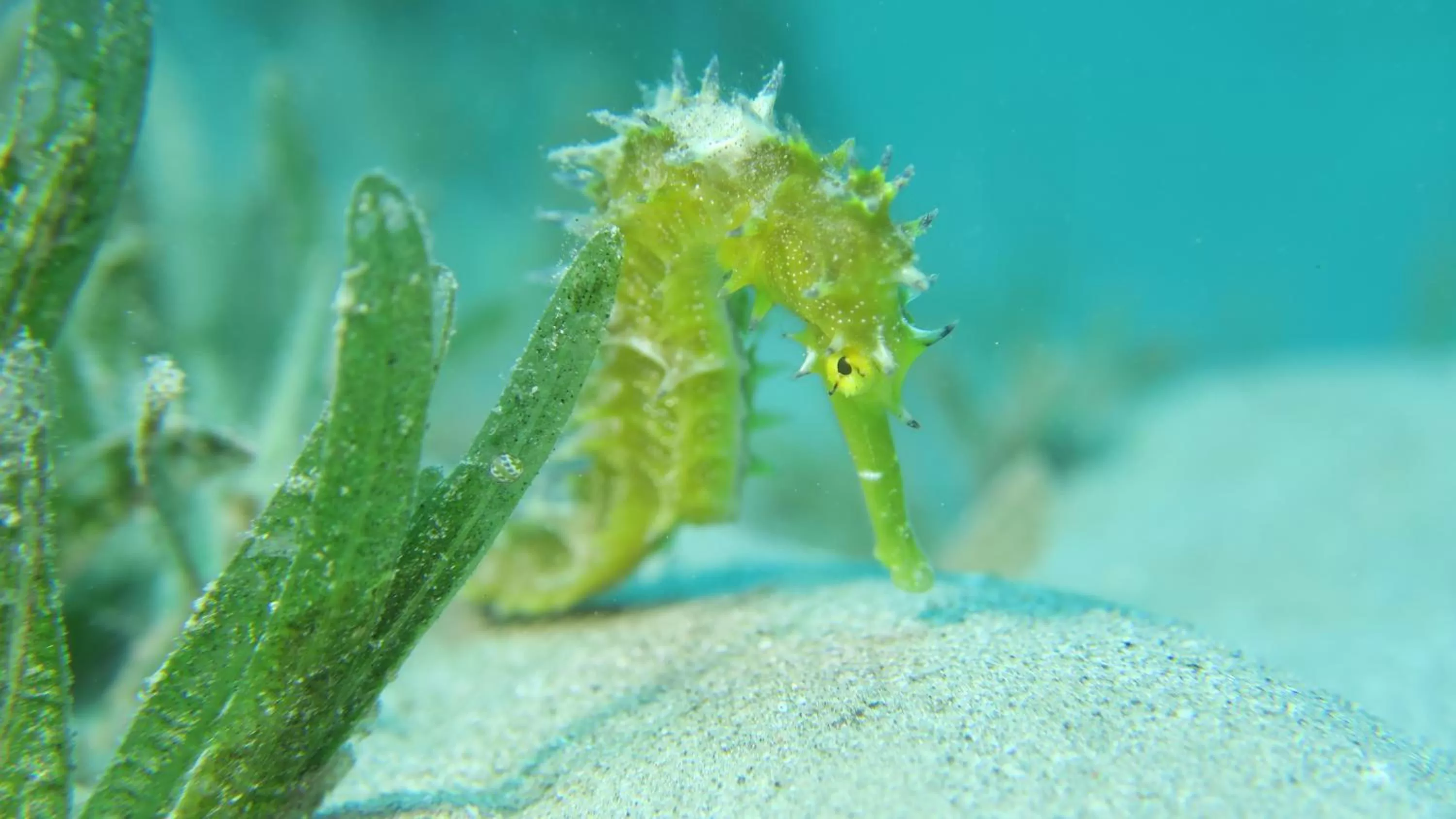 Snorkeling in Coral Sun Beach