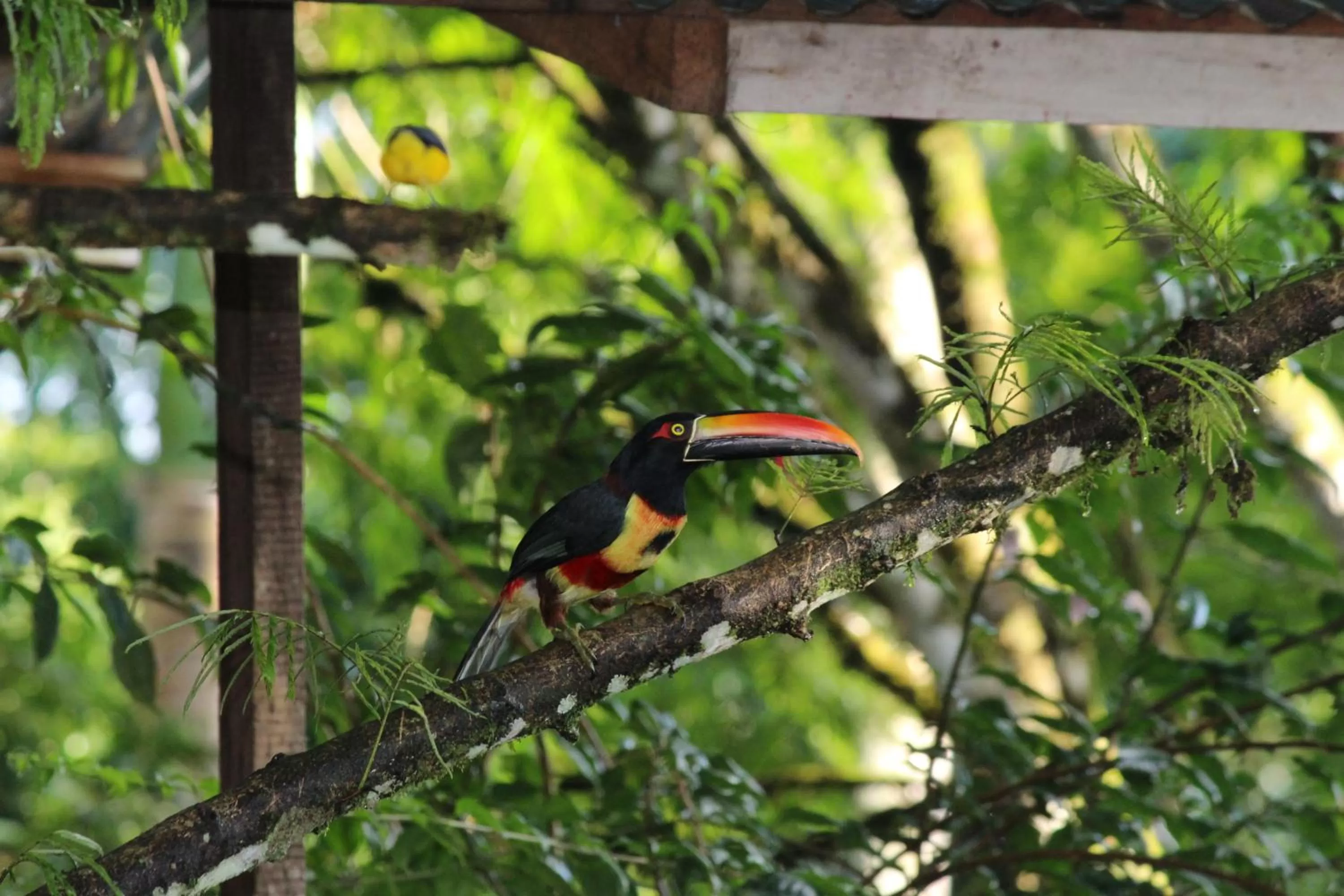 Other Animals in Cabañas Green House