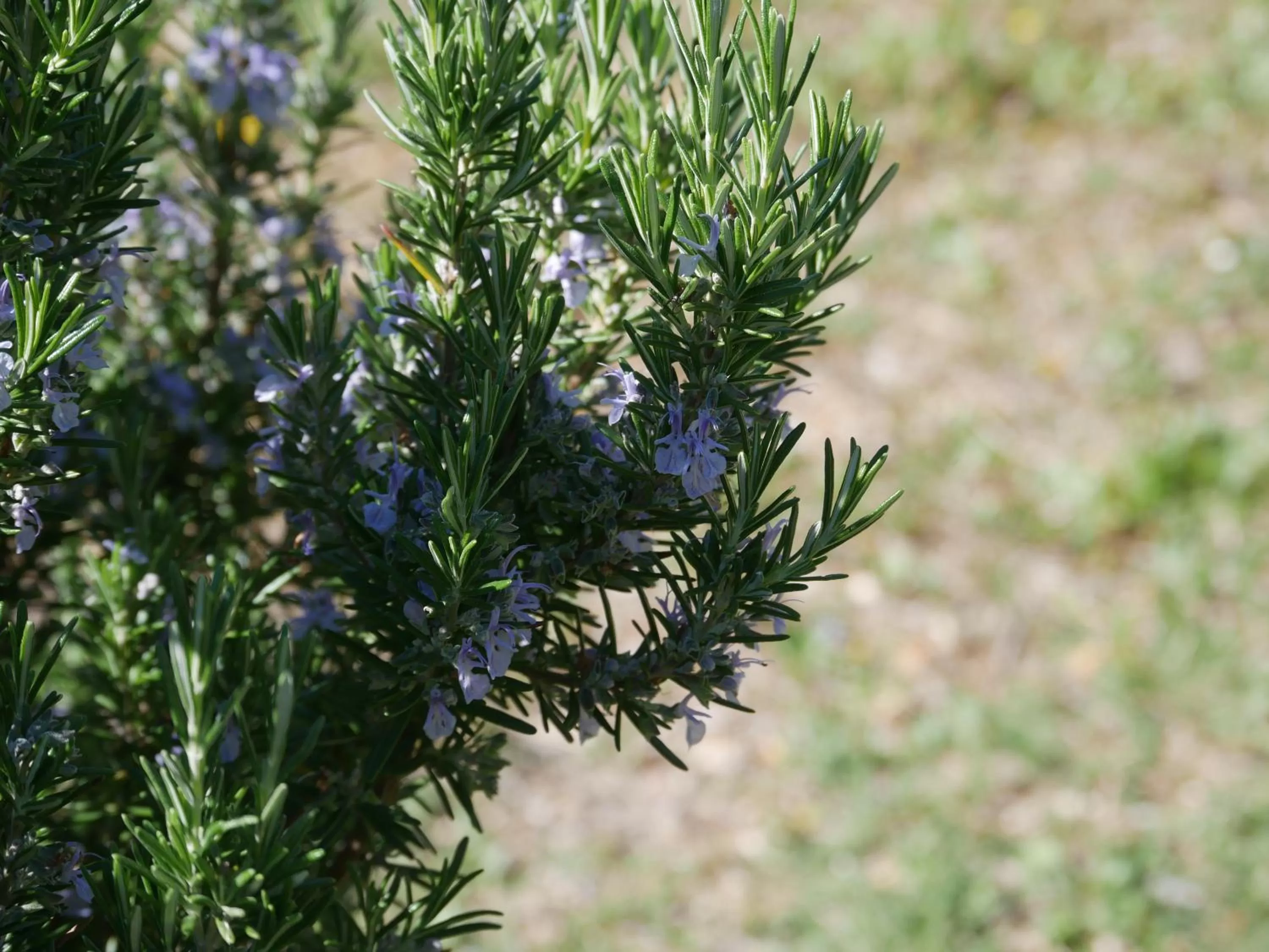 Garden in La Bastide du Mûrier