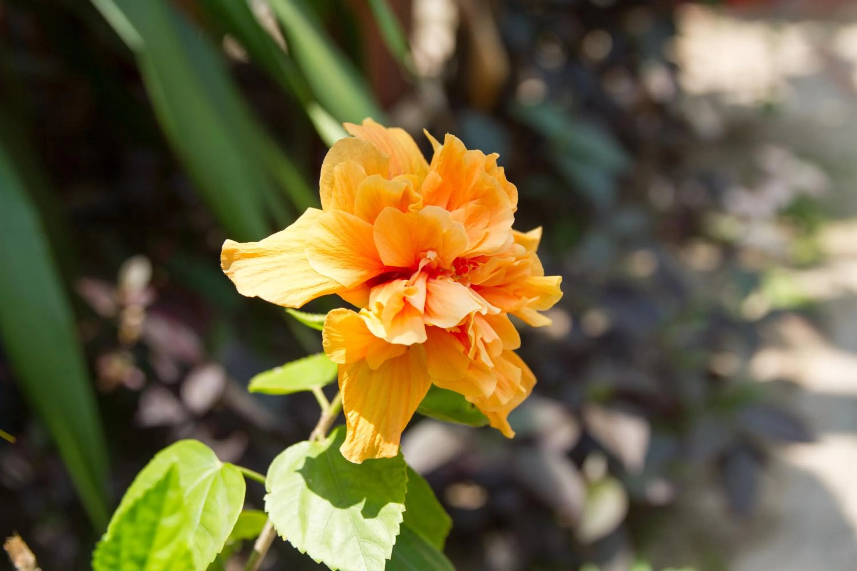 Garden in Good Time Resort