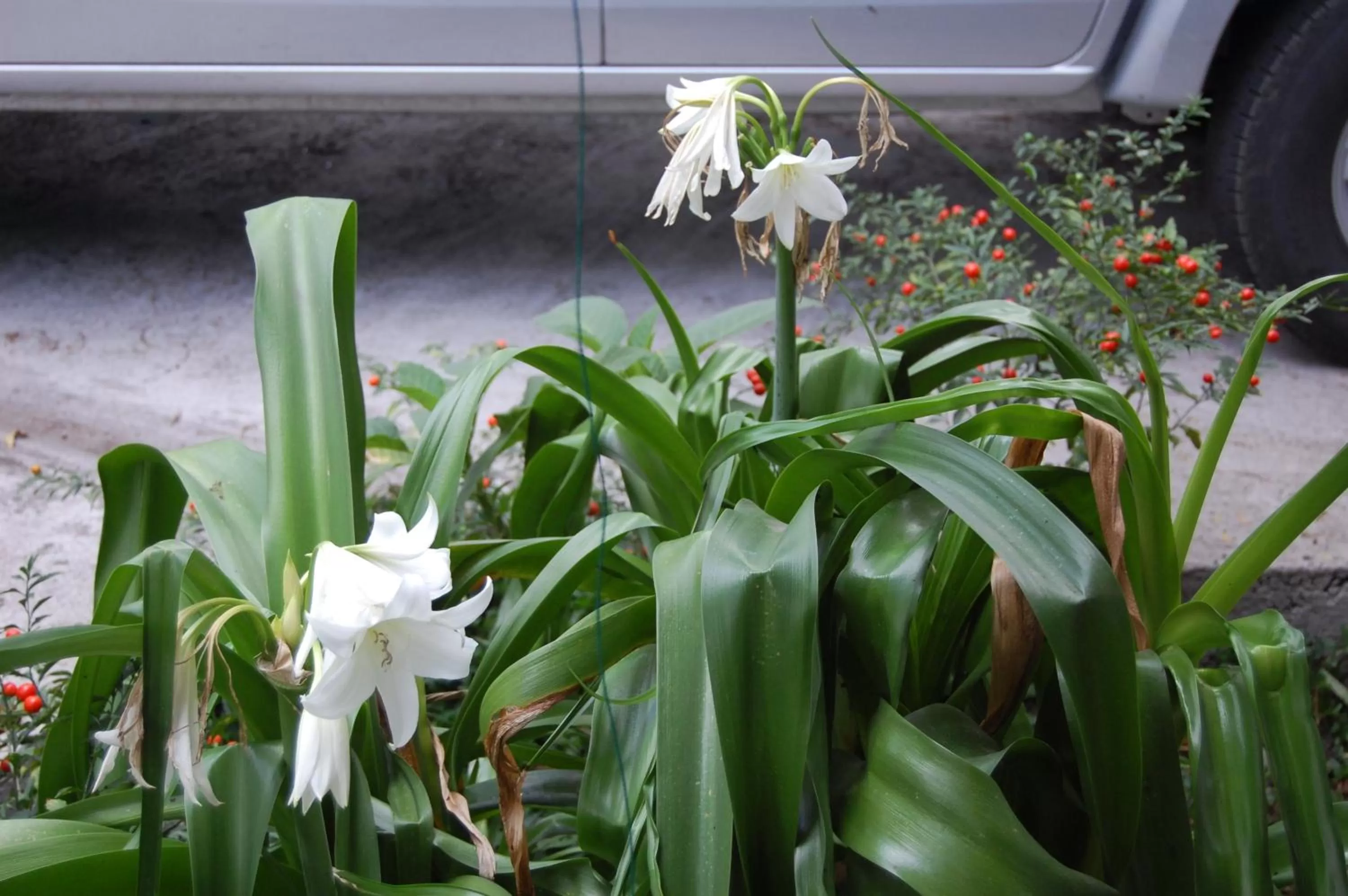 Other in Apartamentos Otorongo Cuenca Ecuador