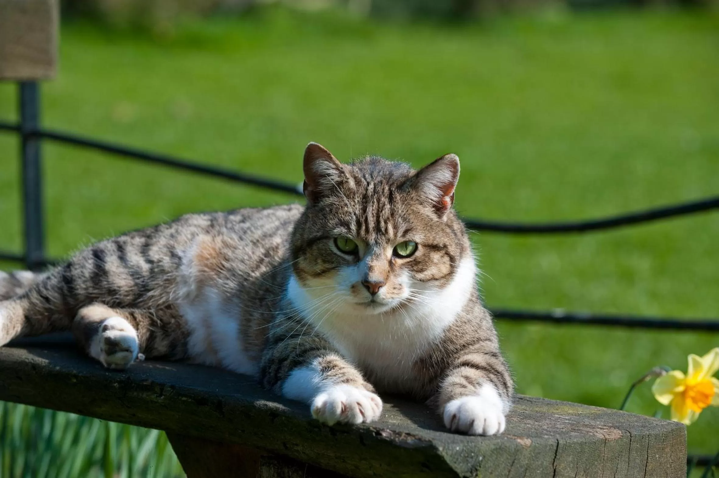 Animals in Broome Park Farm B&B