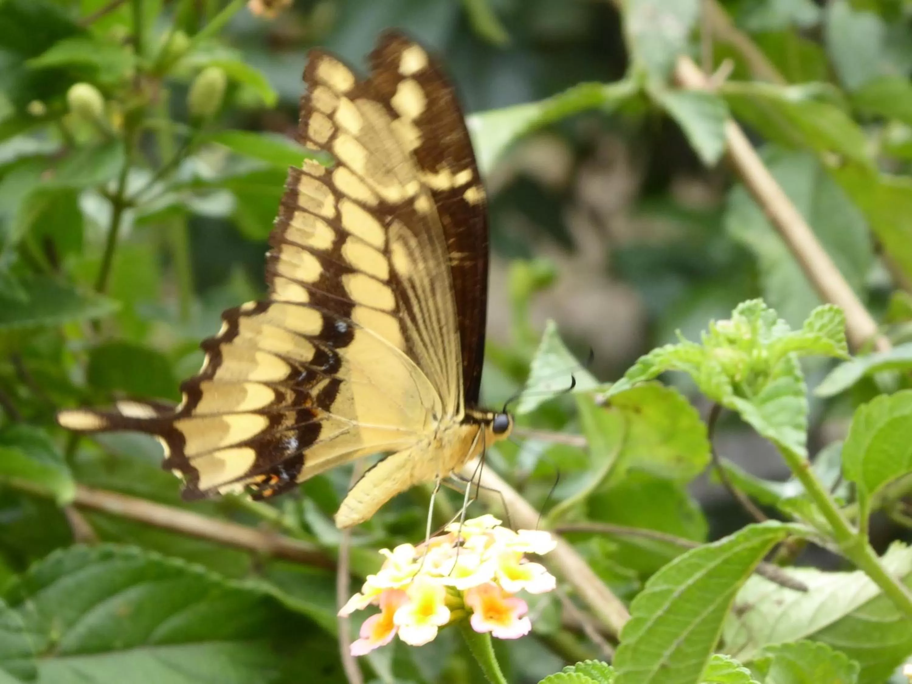 Animals, Other Animals in Finca El Cielo