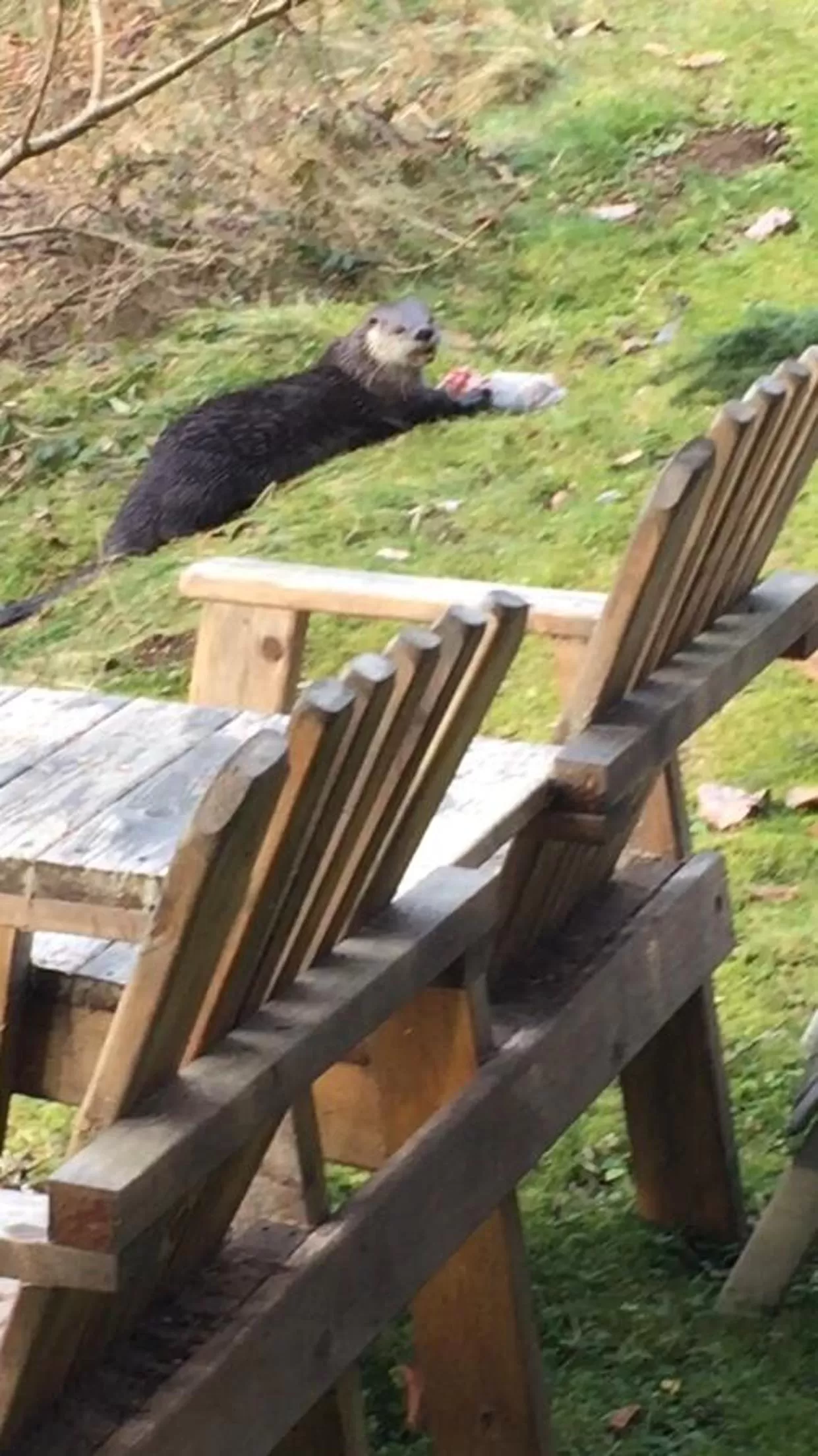 Animals in Alexander's Lodge