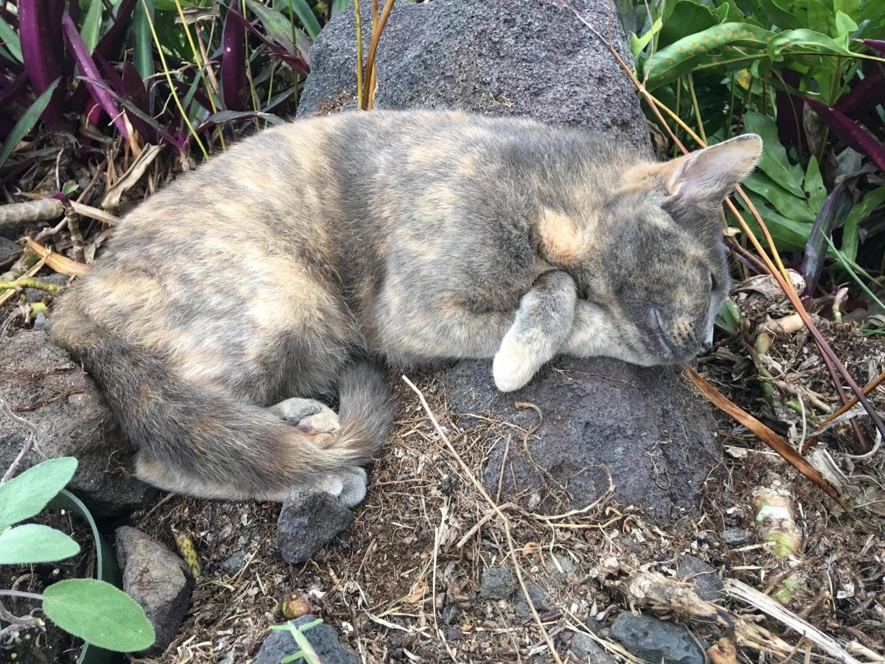 Pets, Other Animals in Kona Bayview Inn