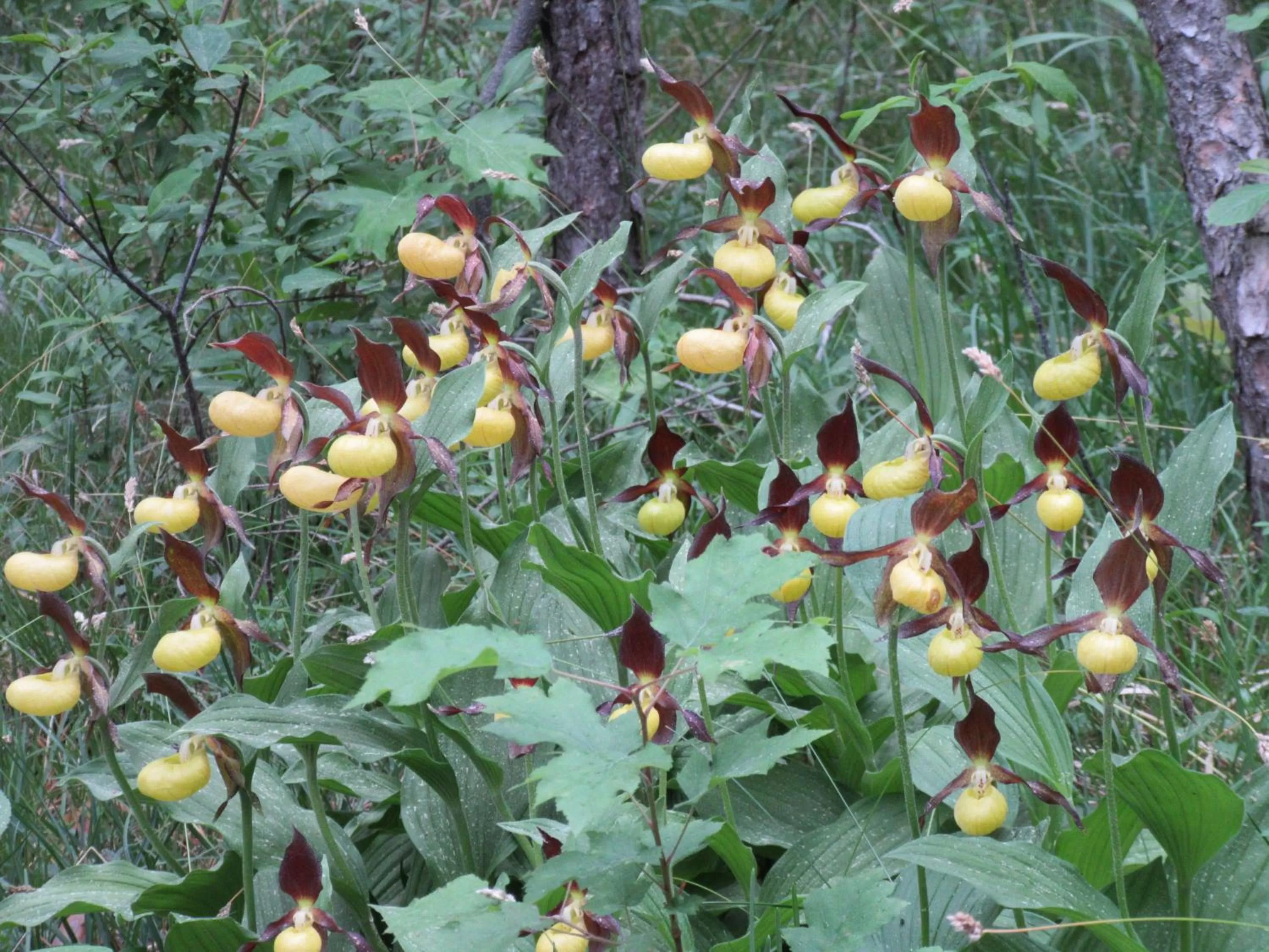 Natural landscape in Hotel Haus Orchideental Jena