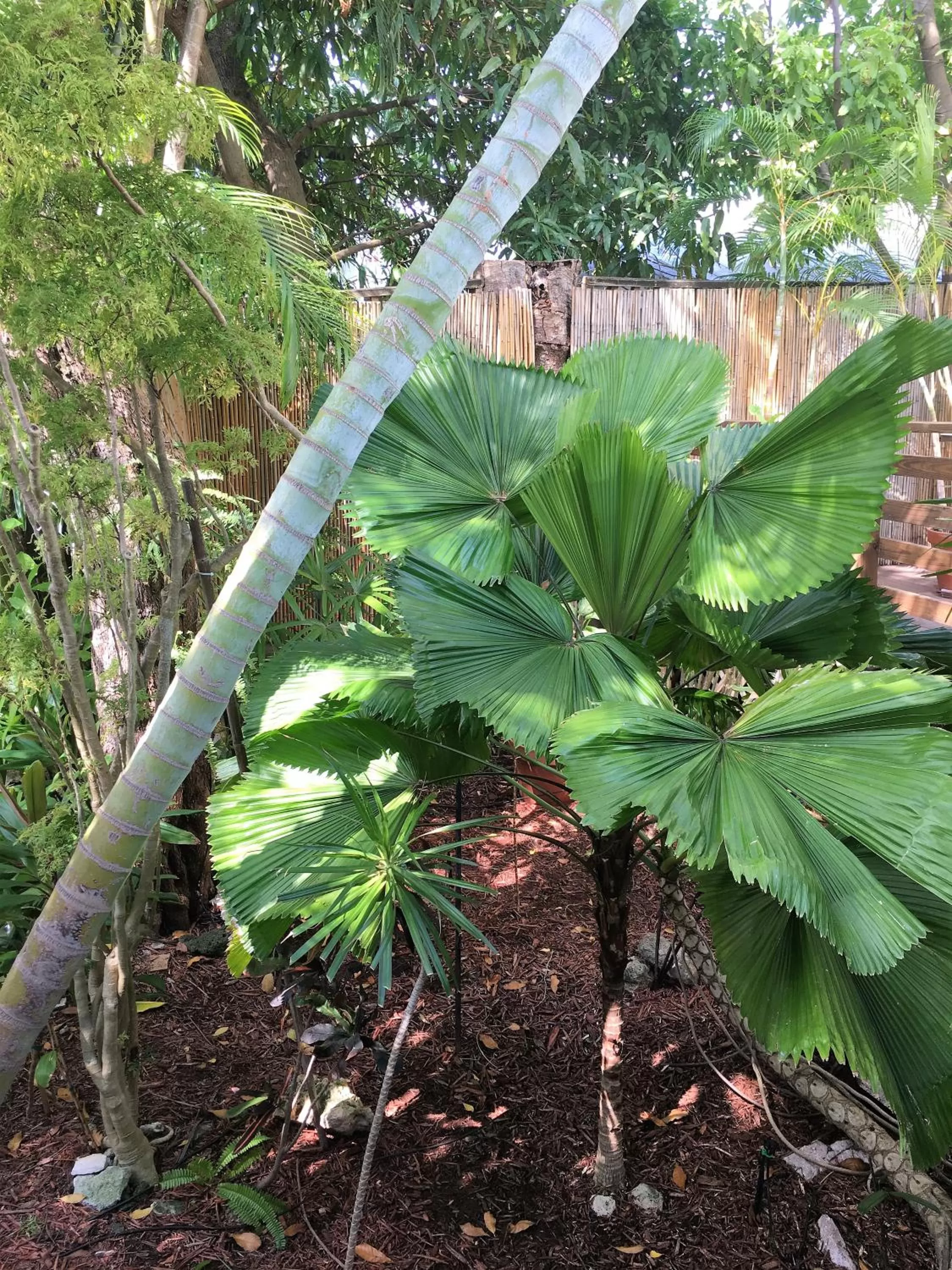 Garden in Douglas House
