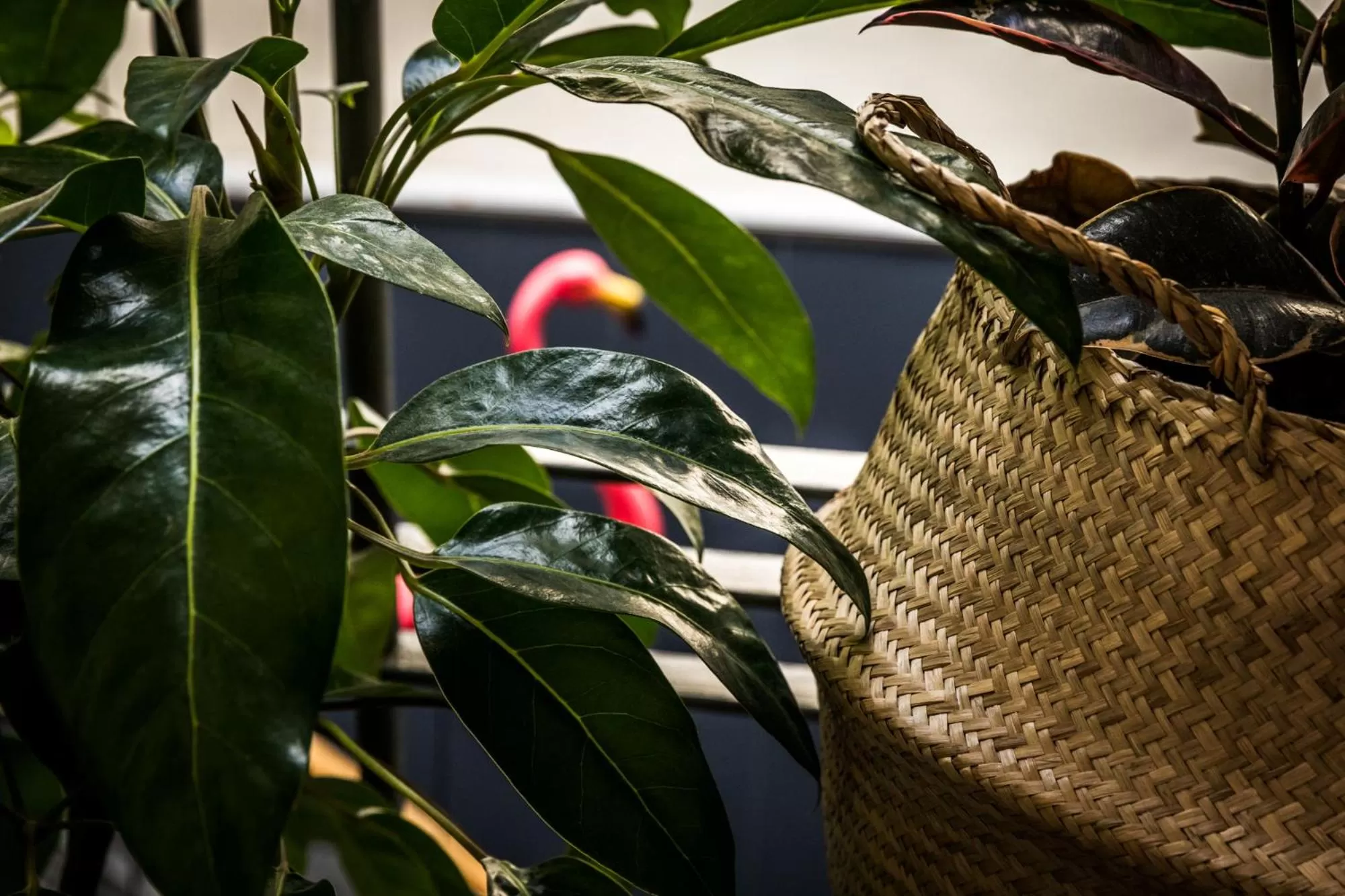 Garden in Alabama Hotel Hobart