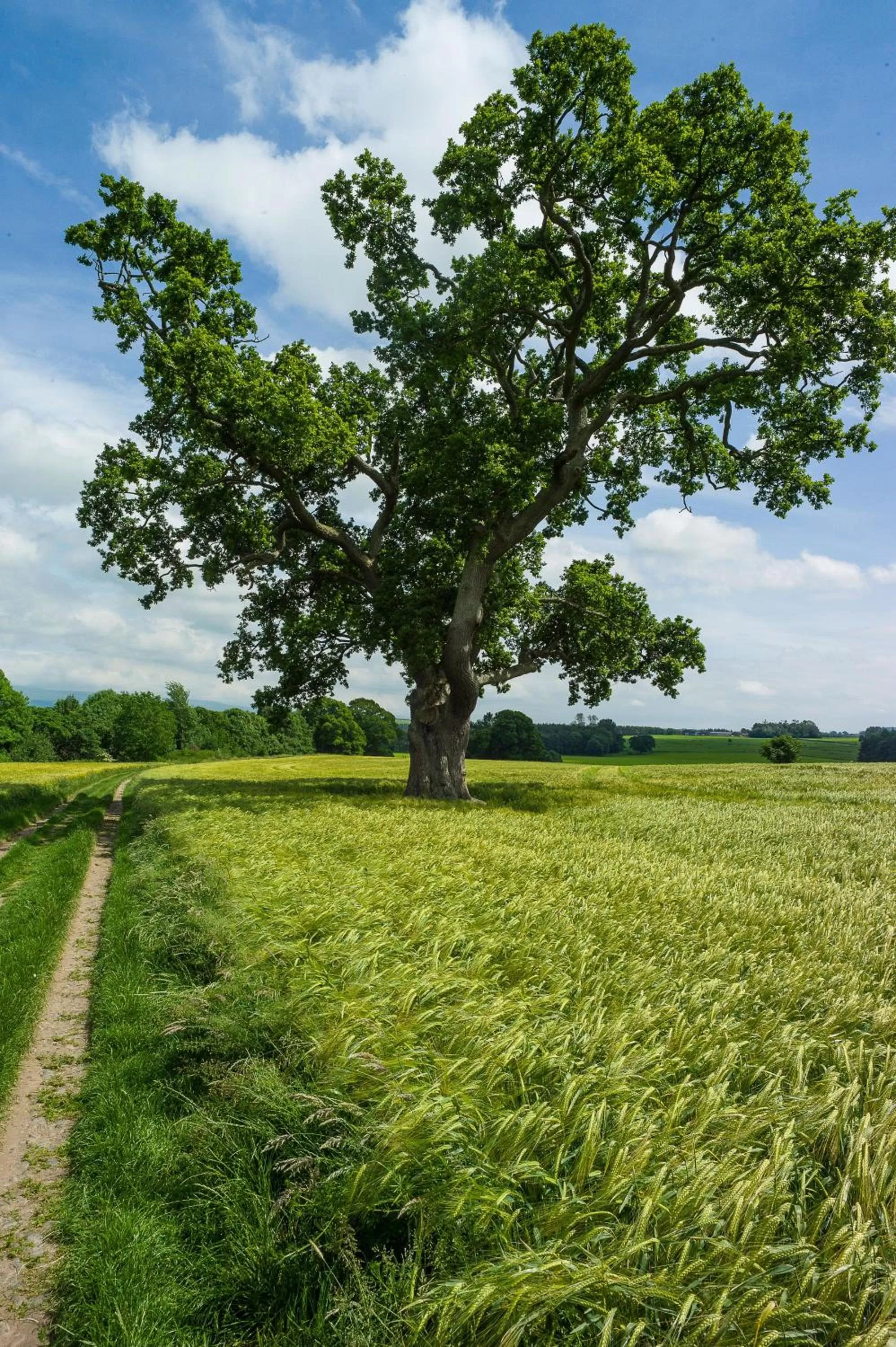 Natural landscape in Edenhall Country Hotel