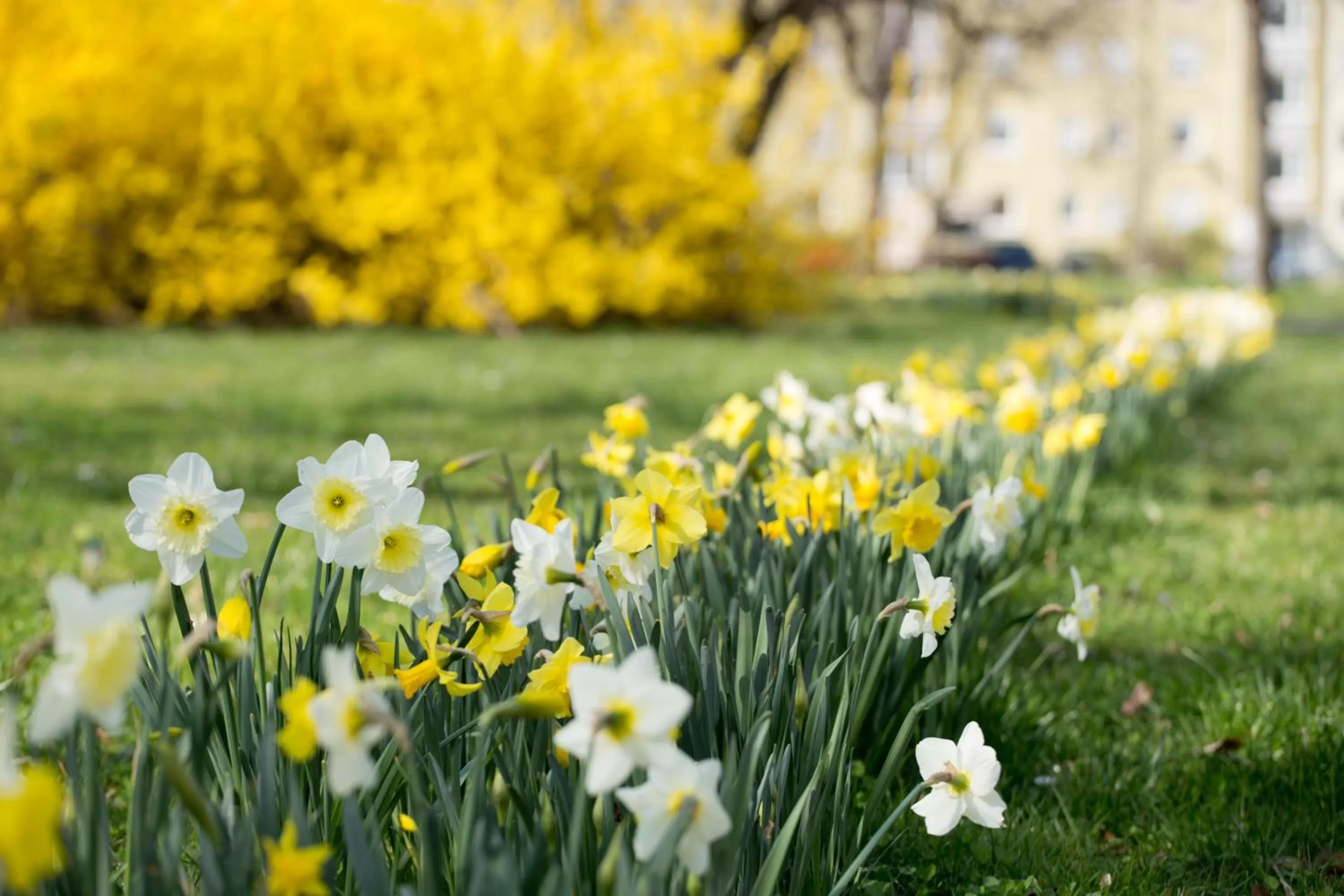 Spring in Hotel Frankenthaler Hof