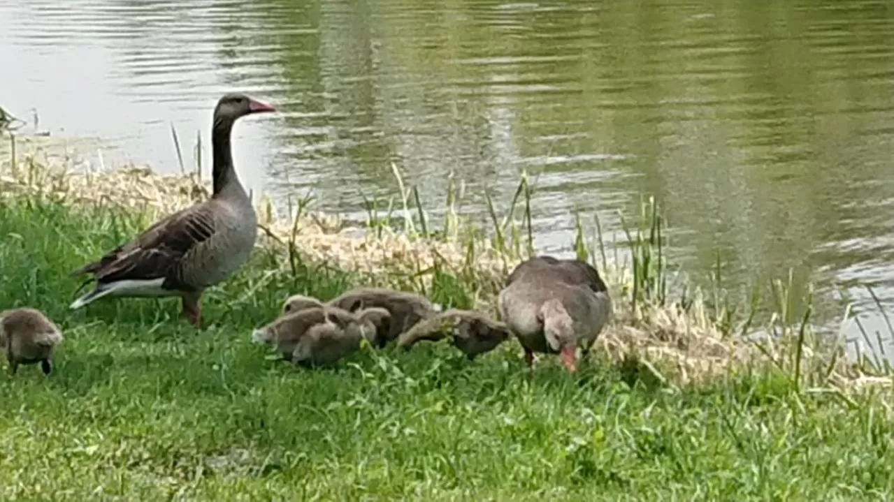 Other Animals in Huber Panzió