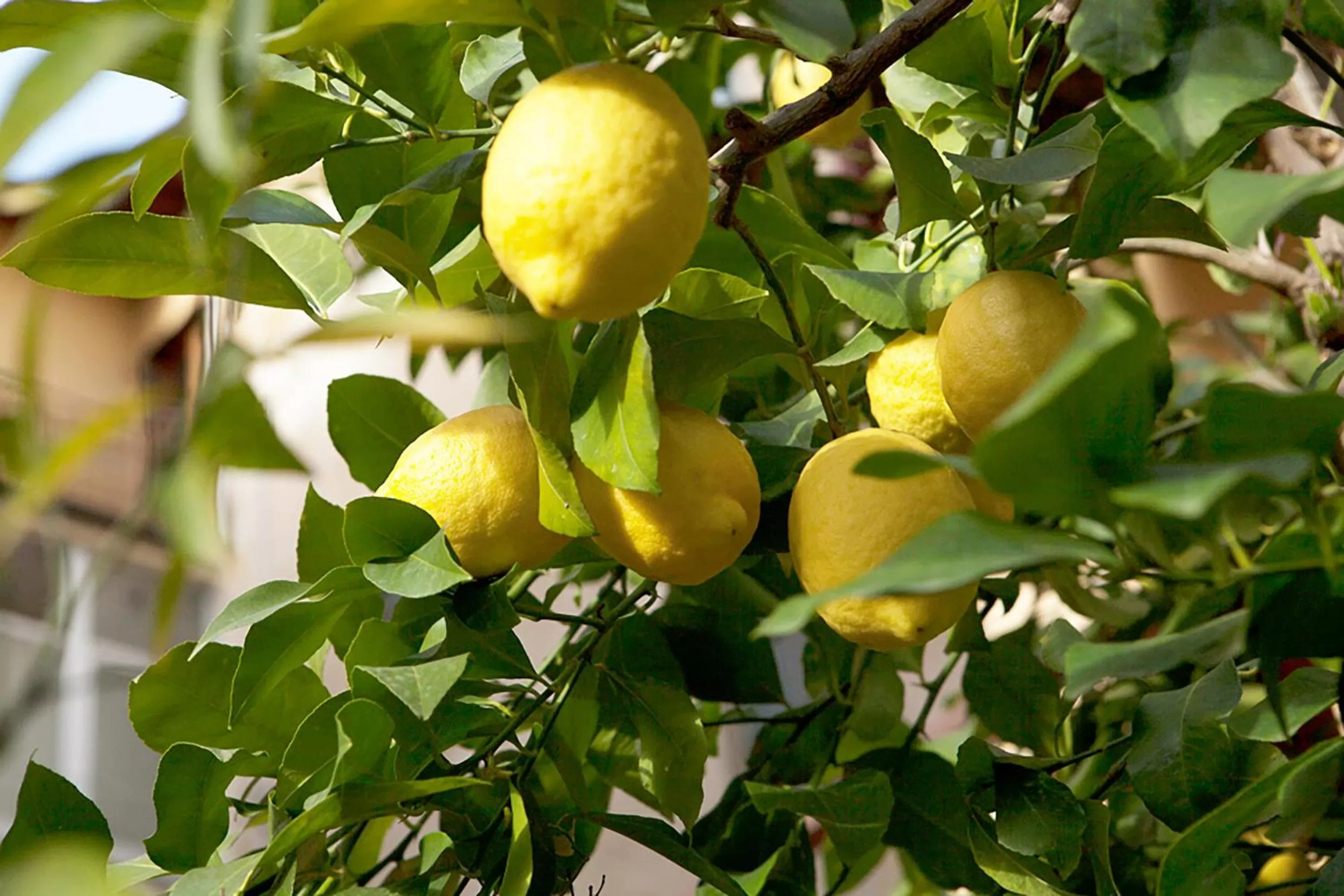 Spring in Hotel Villa Il Castagno