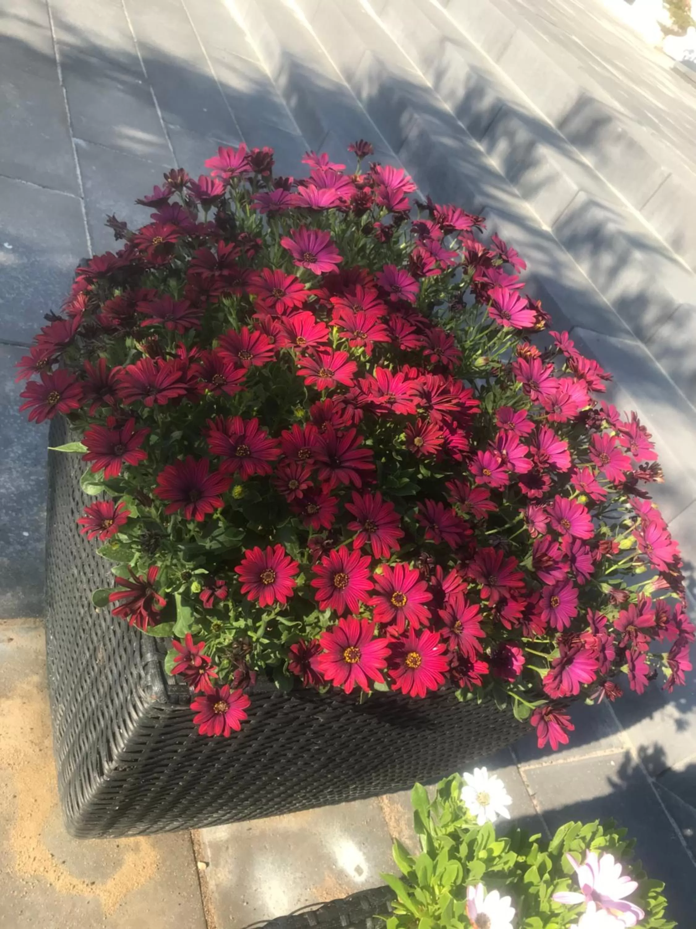 Garden in Hilmors Overnatning