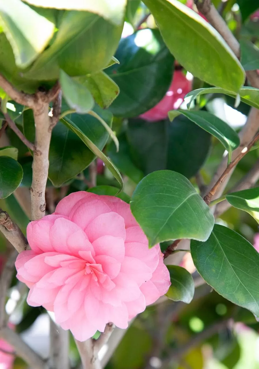Property building in The Greenhouse