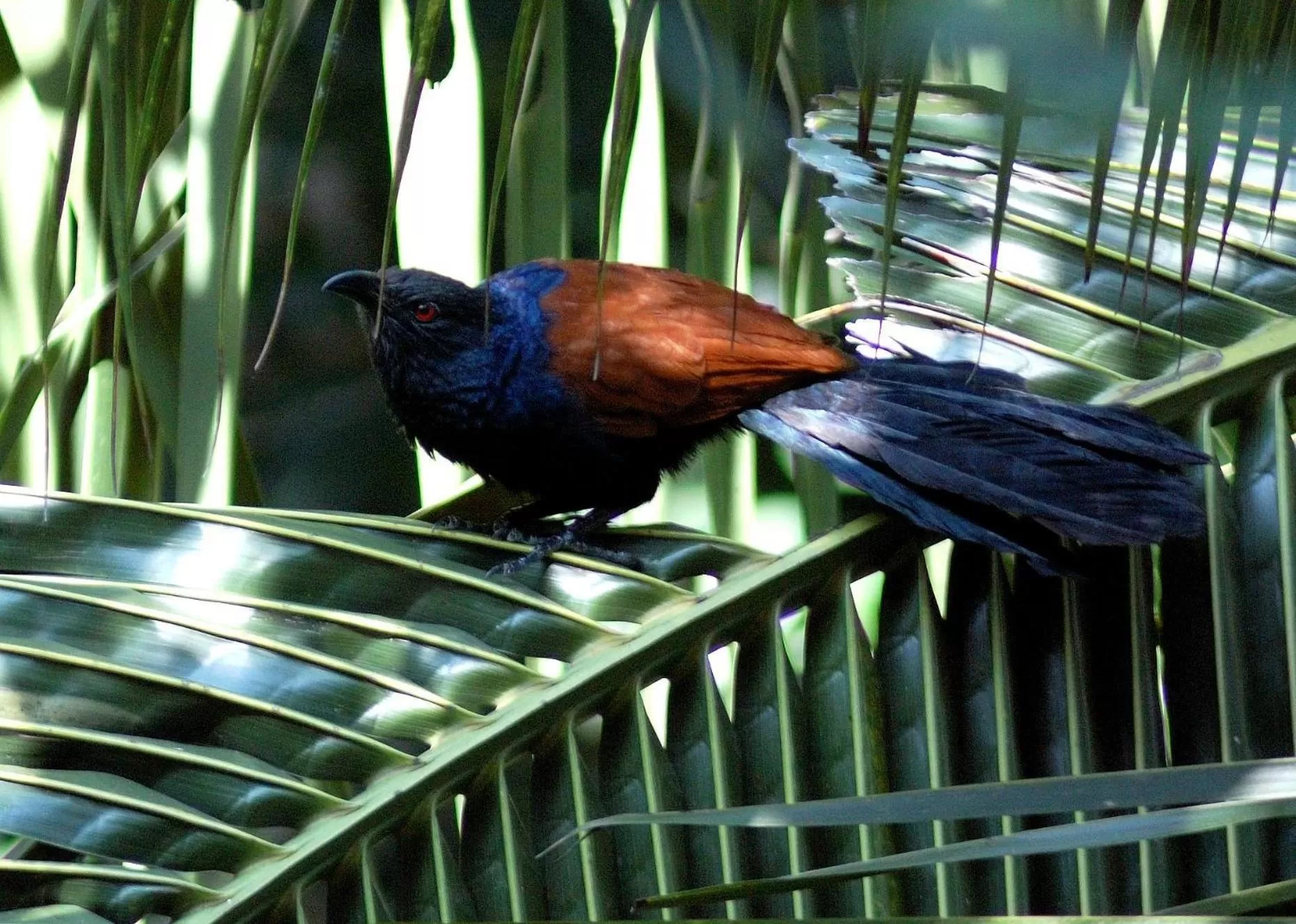 Animals, Other Animals in Evergreen