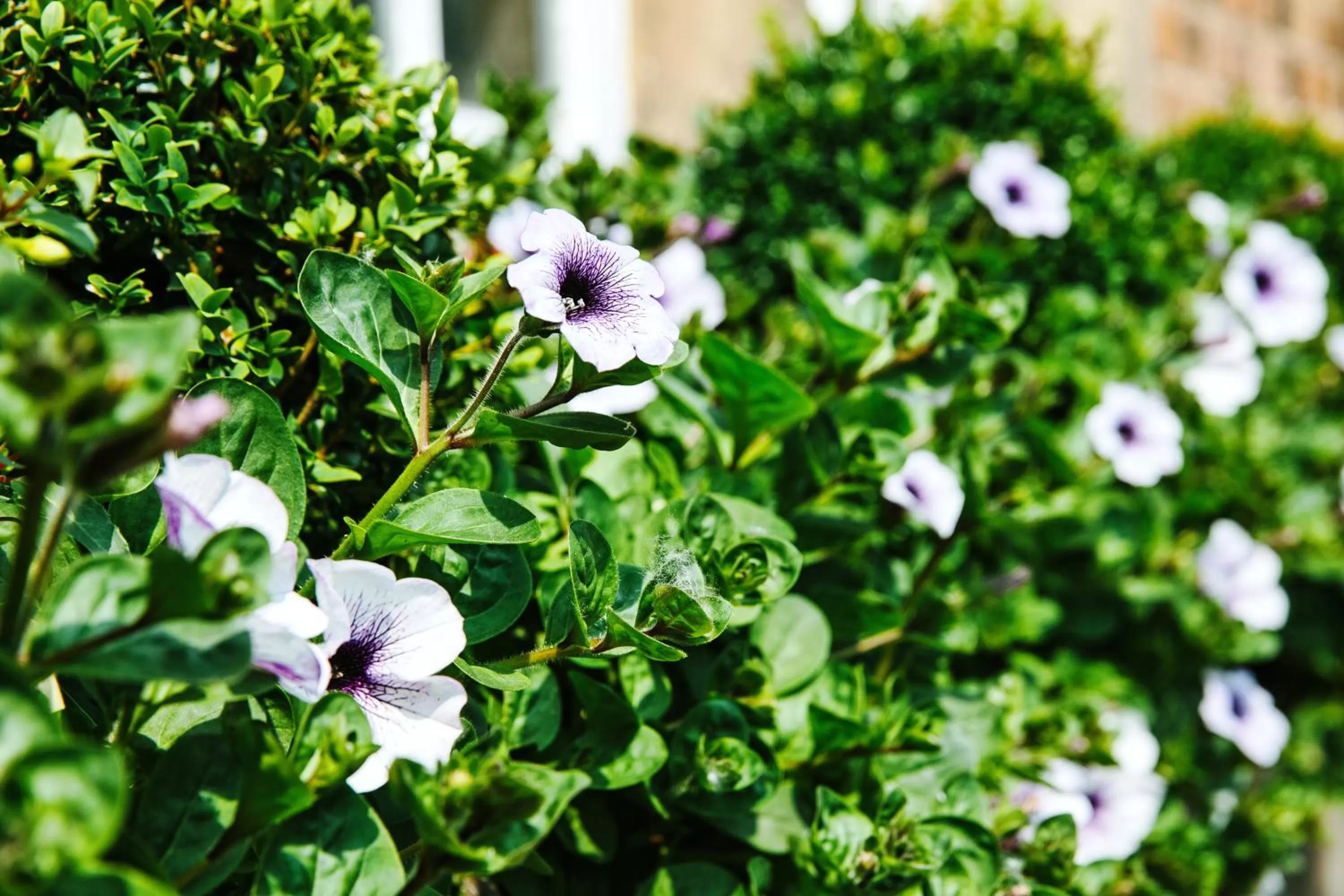 Garden in Willington Hall Hotel